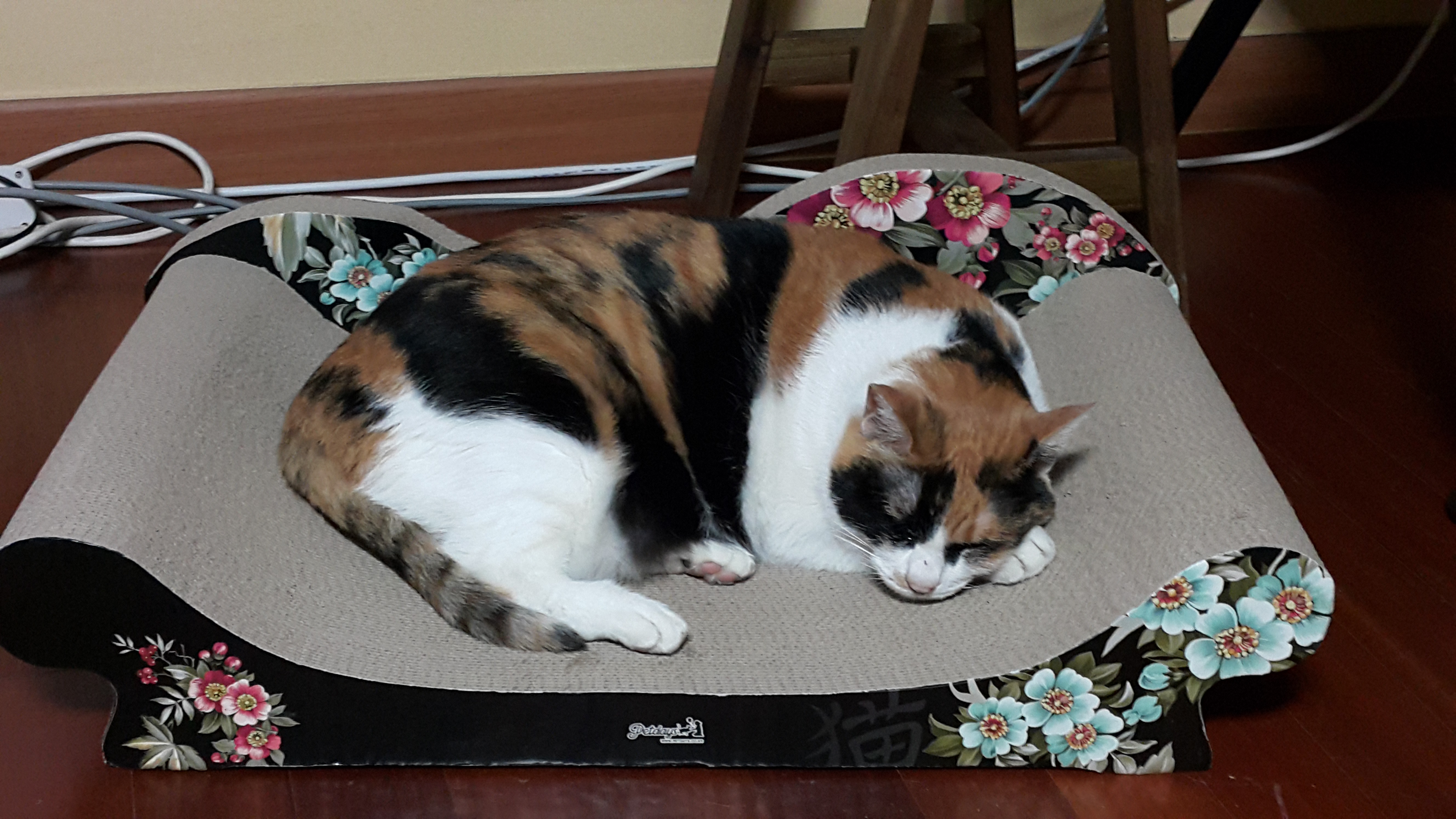 꼭 올리고 싶은 삐용이 사진이 안 올라가서요.