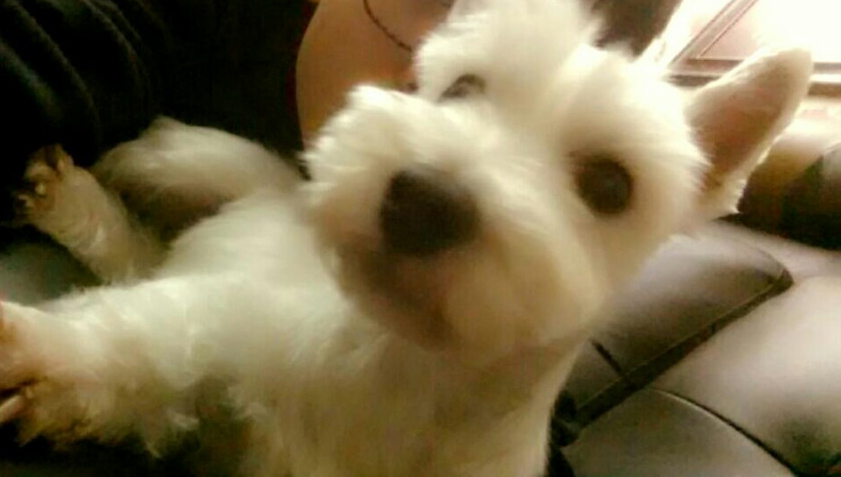 애플이 근황입니다^^