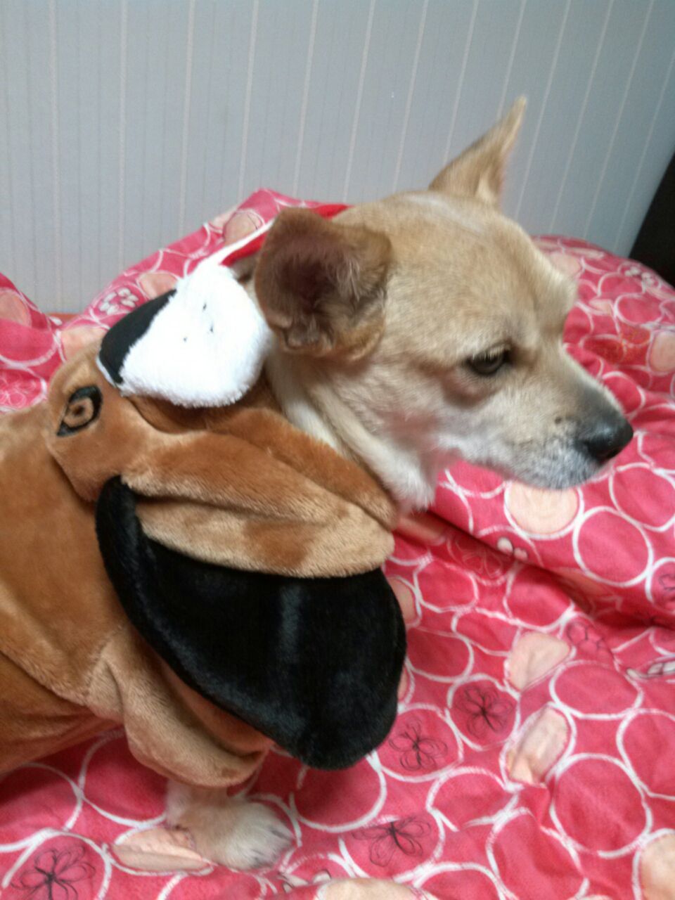 공주 건강검진...