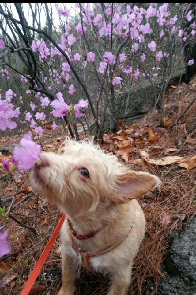 봄꽃에 취한 방울이