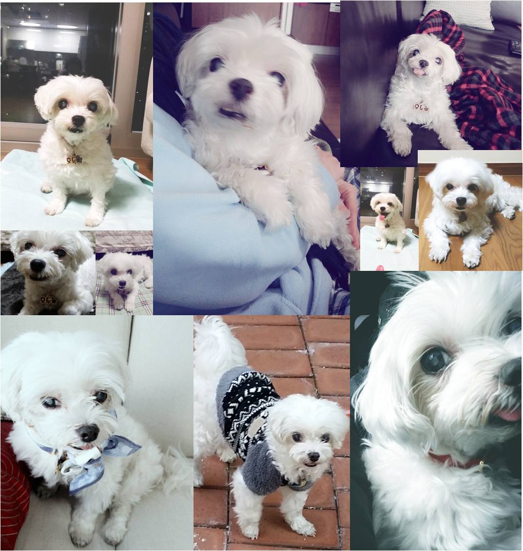 호두(건이) 오랫만에 안부 전합니다.^^