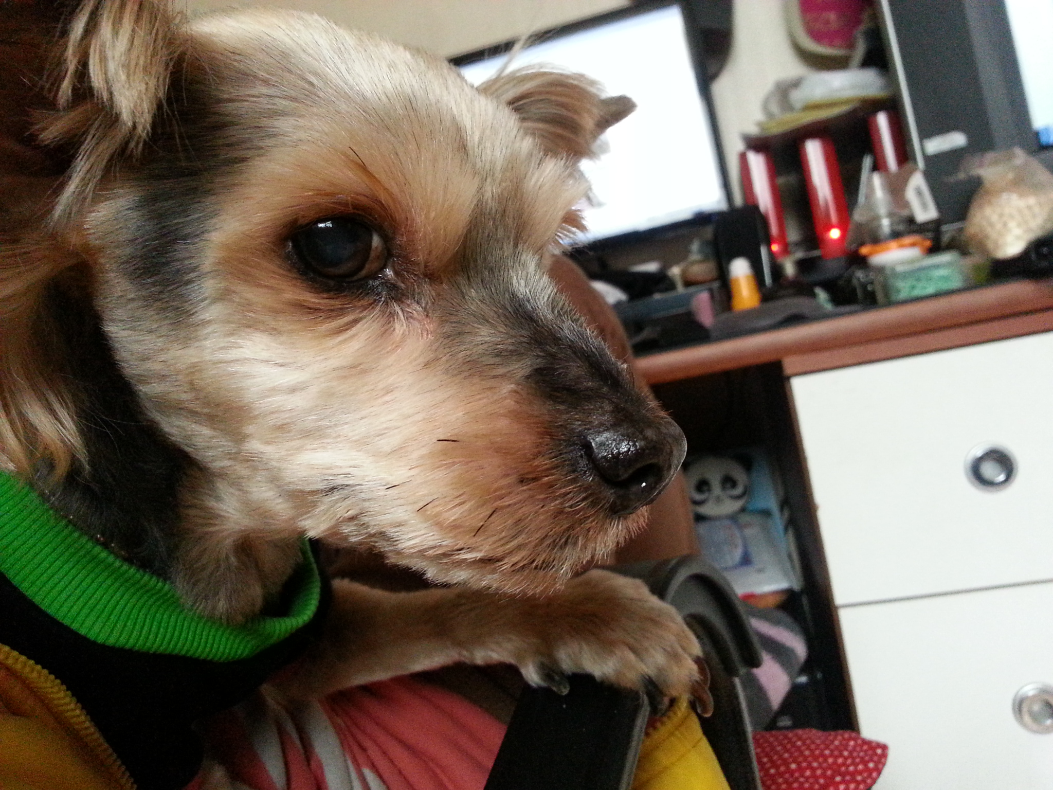 이제는 하루의 일상이 감사한 노견 럭키에요...