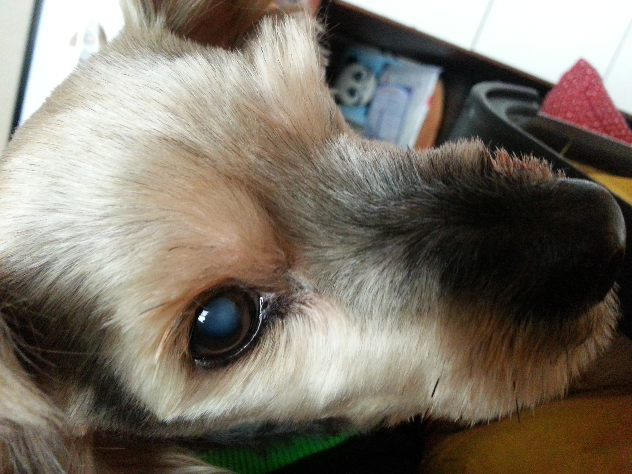 이제는 하루의 일상이 감사한 노견 럭키에요...