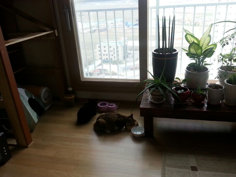 (까)진이 3주차 입양후기 입니다..