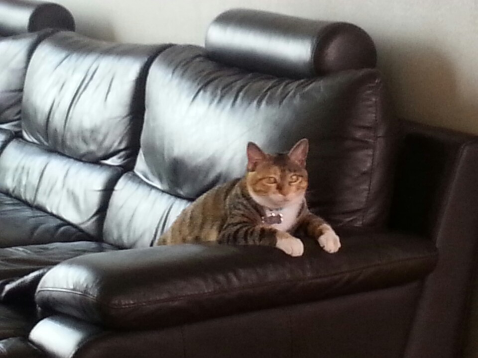 (까)진이 3주차 입양후기 입니다..