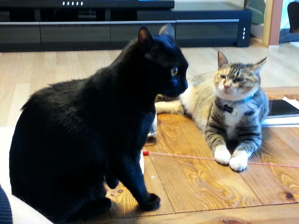 (까)진이 3주차 입양후기 입니다..