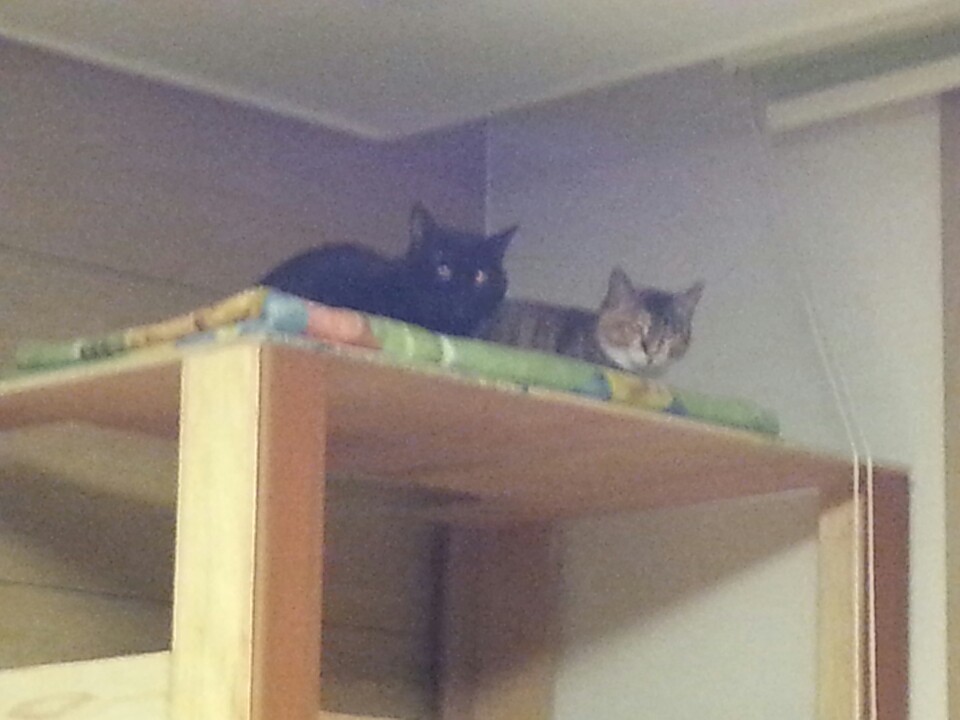 (까)진이 3주차 입양후기 입니다..