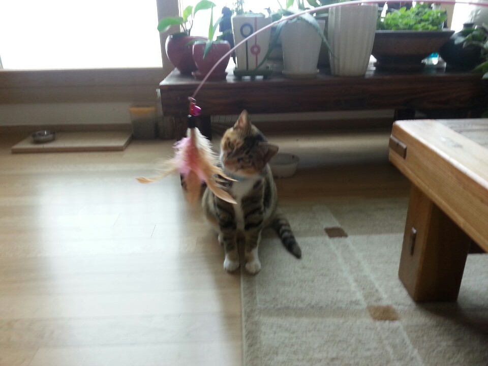 (까)진이 3주차 입양후기 입니다..