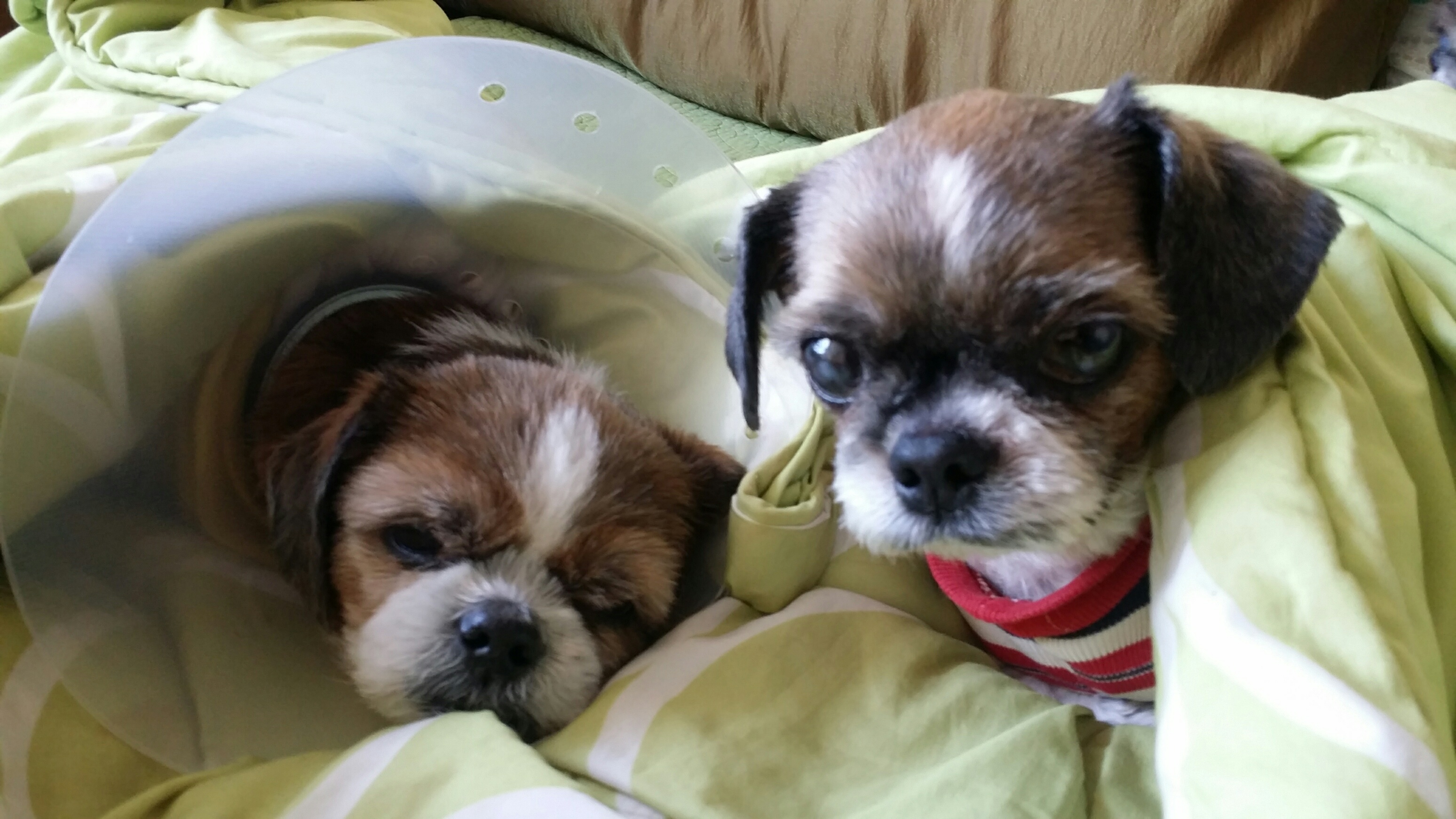 우리 집 보물들