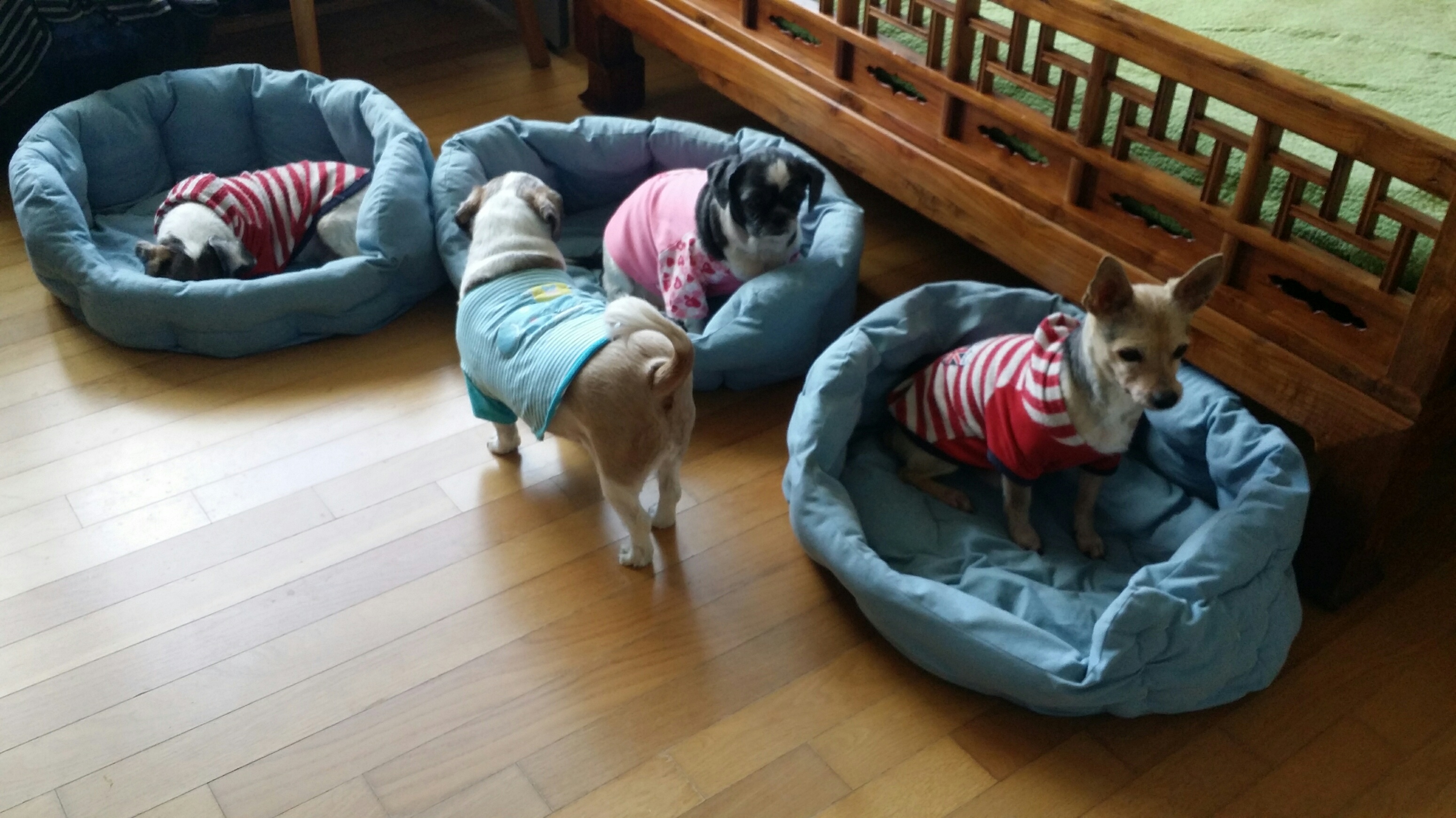 우리 집 보물들