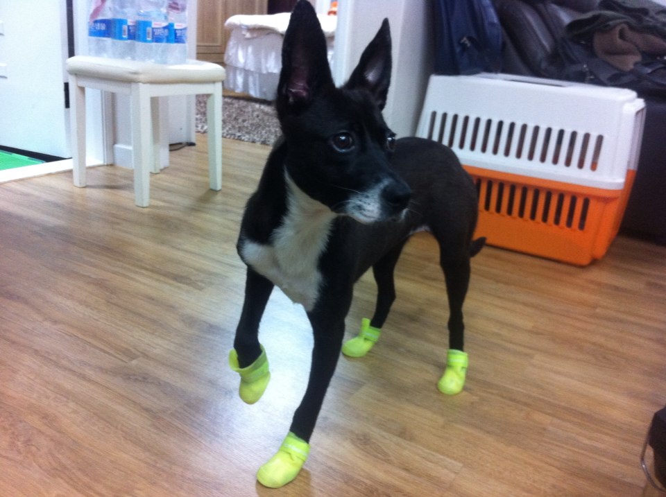 딩동이네 봄소식 전합니다.