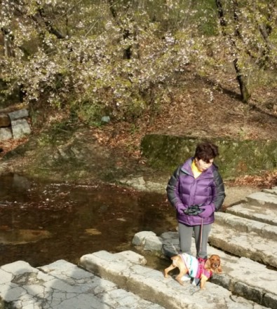 해피의 봄나들이 