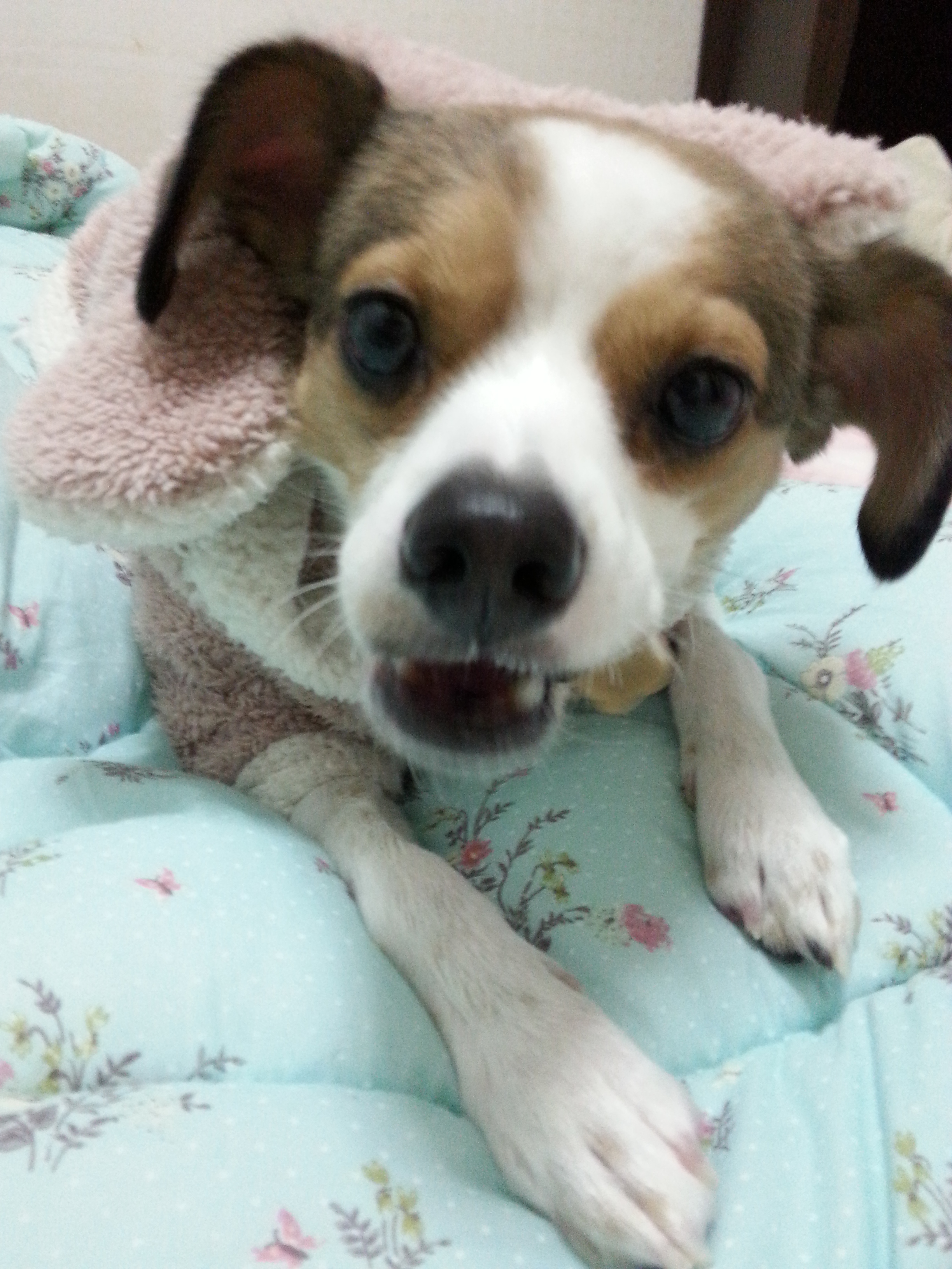 축복이와 다복이 인사올립니다^^