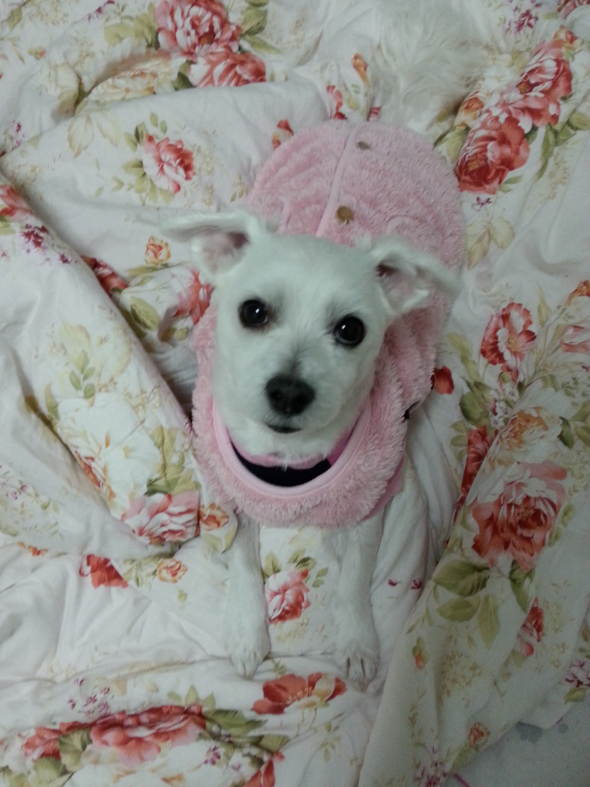 축복이와 다복이 인사올립니다^^