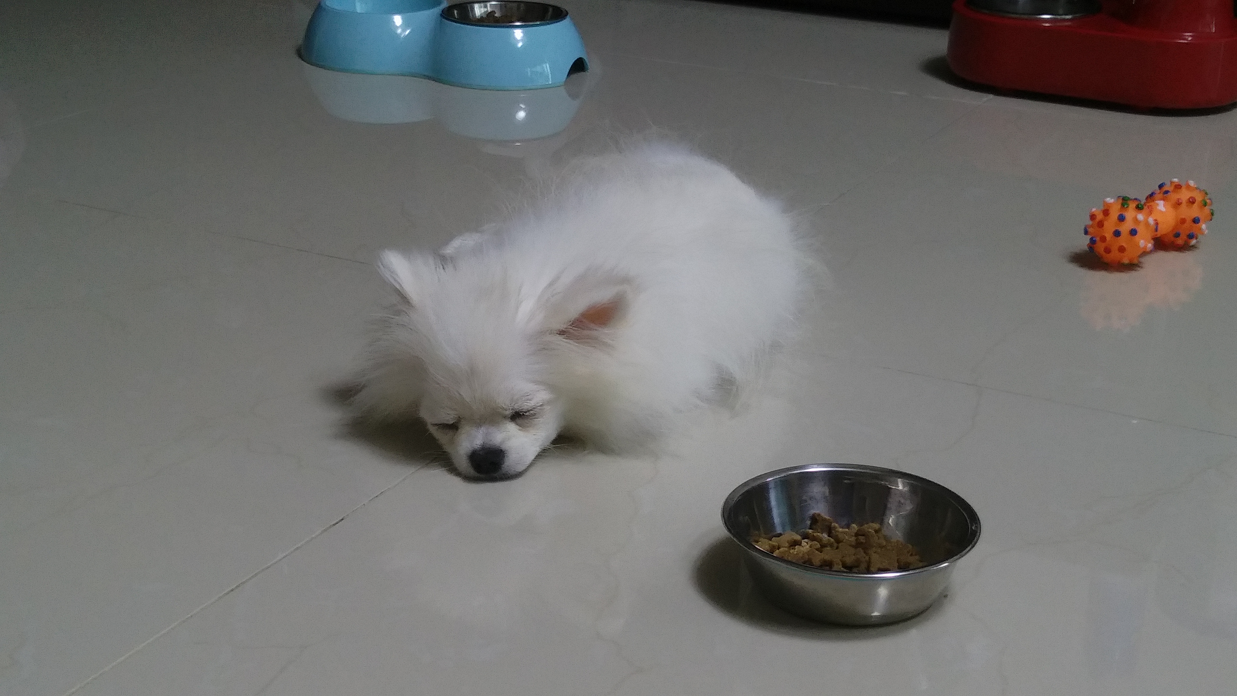설이 (샤니) 입양 일주일.