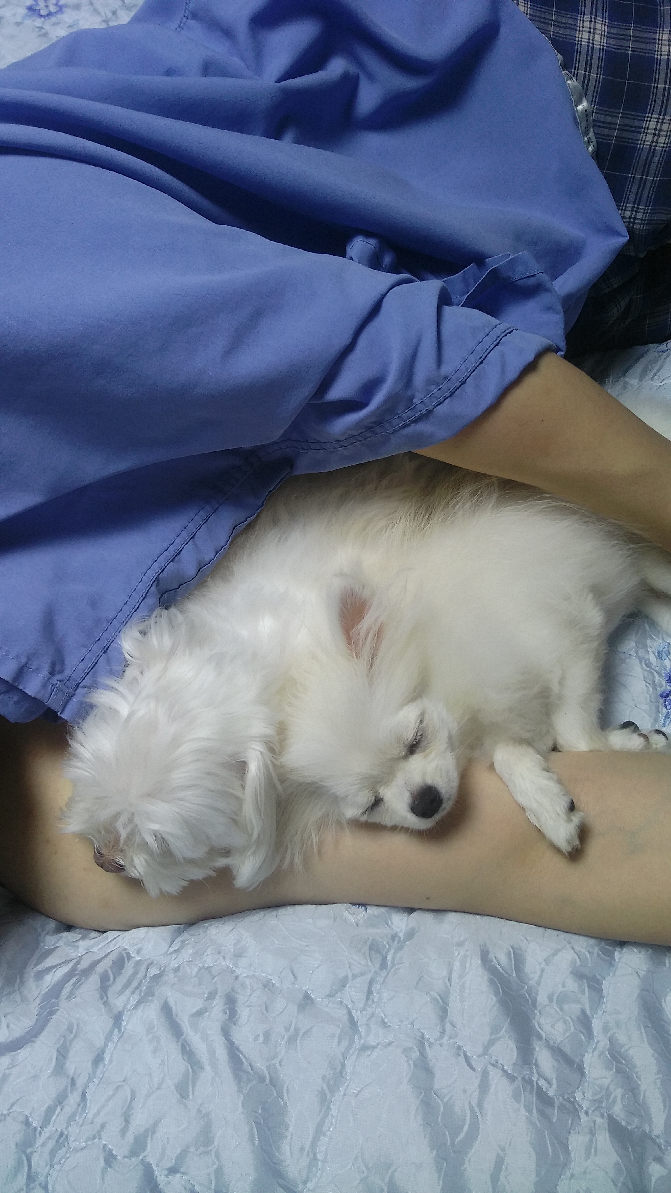 설이 (샤니) 입양 일주일.