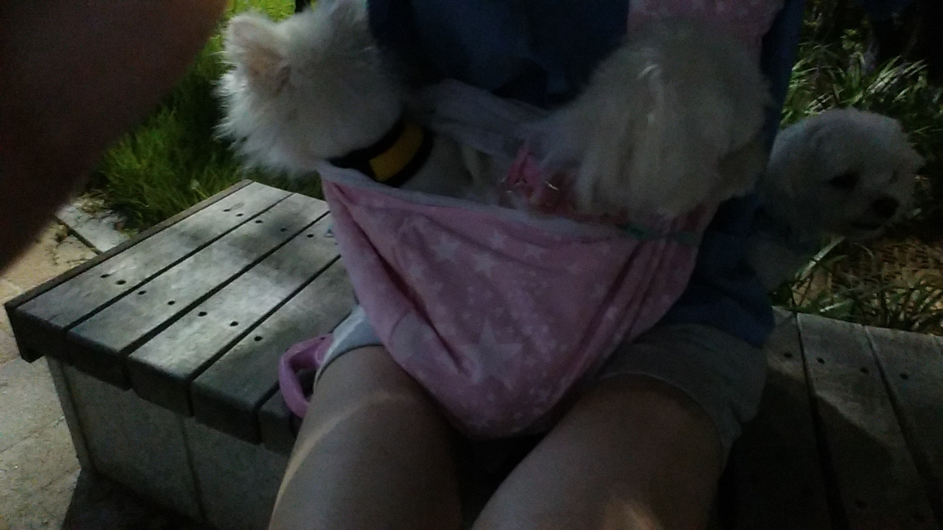 설이 (샤니) 입양 일주일.