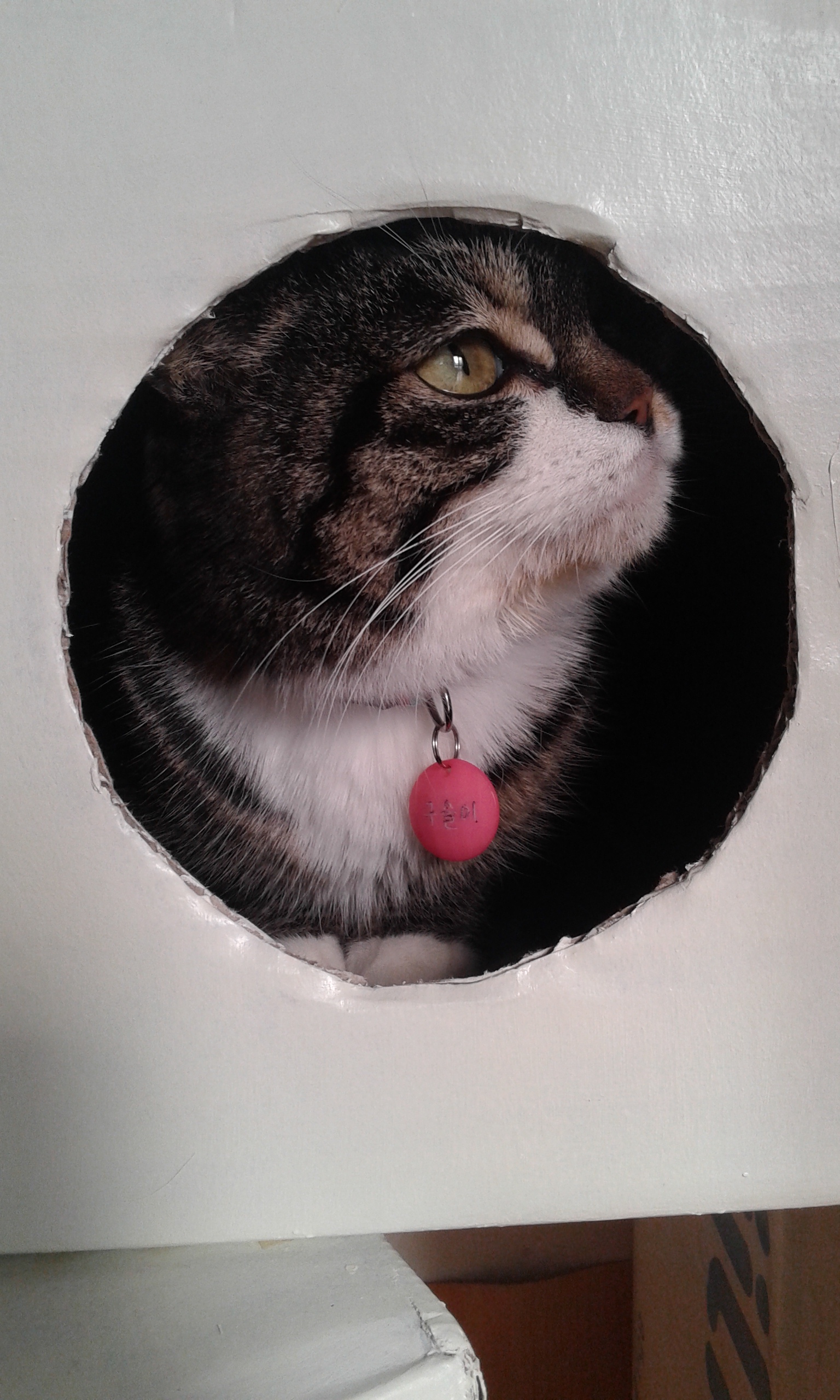 구슬이의 첫번째 입양후기