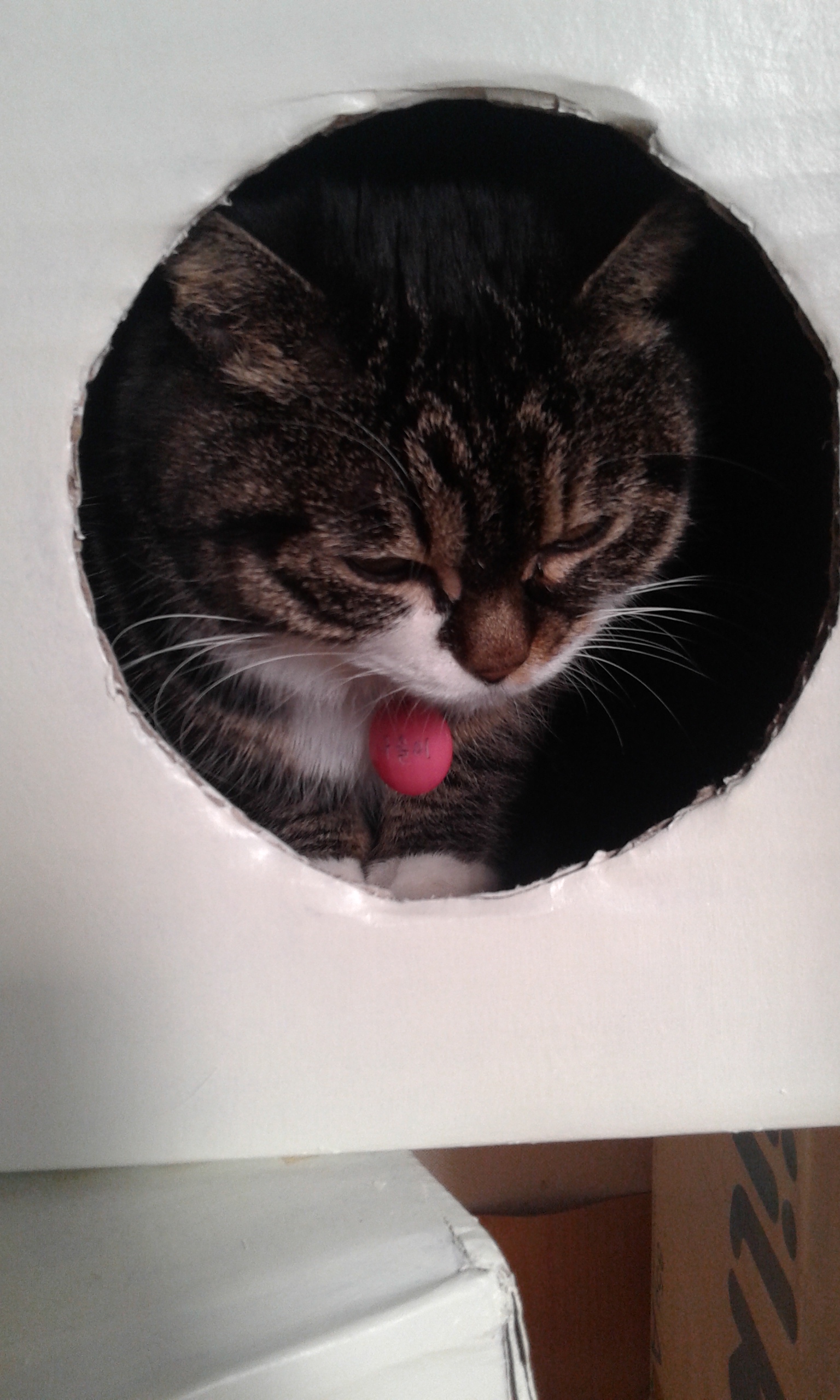 구슬이의 첫번째 입양후기