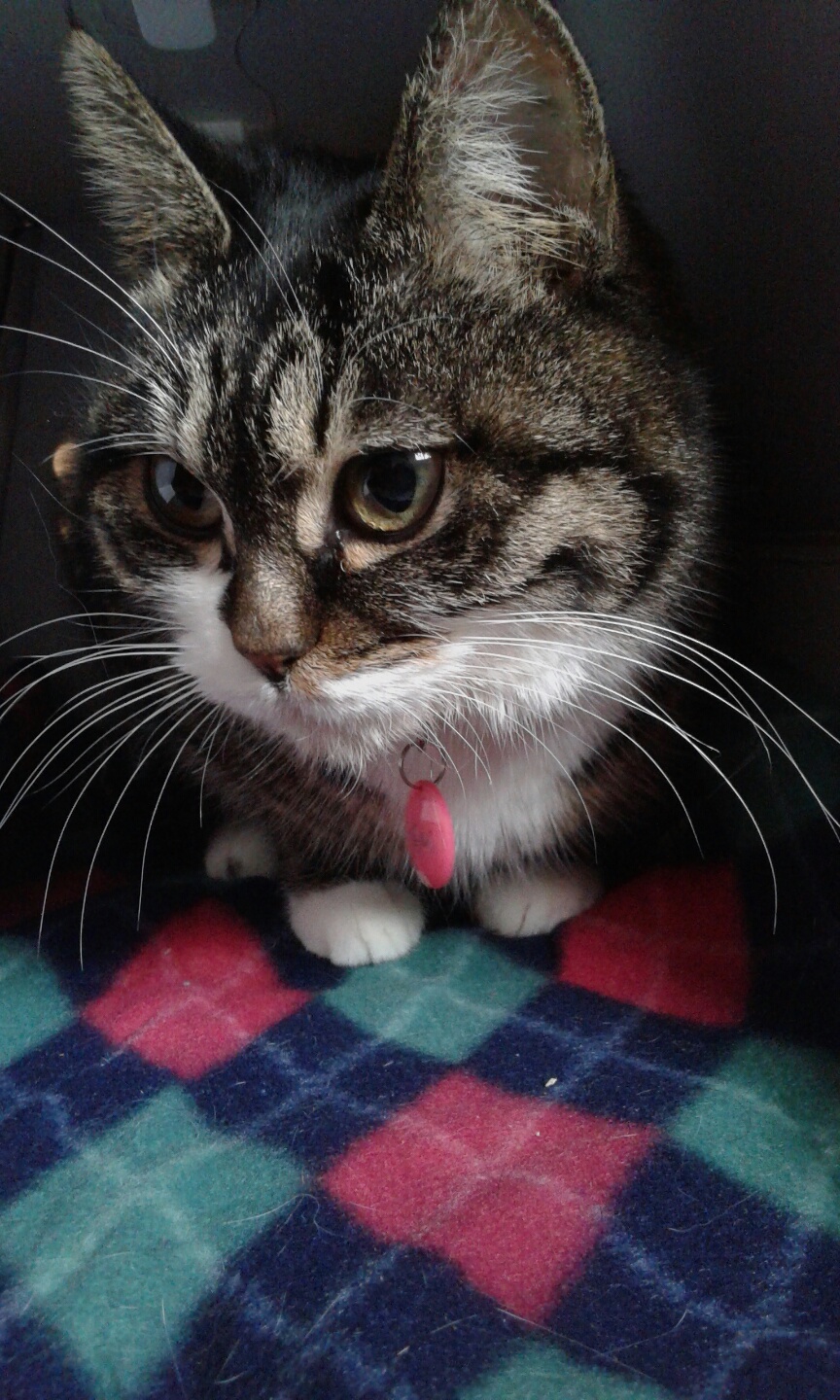 구슬이의 첫번째 입양후기