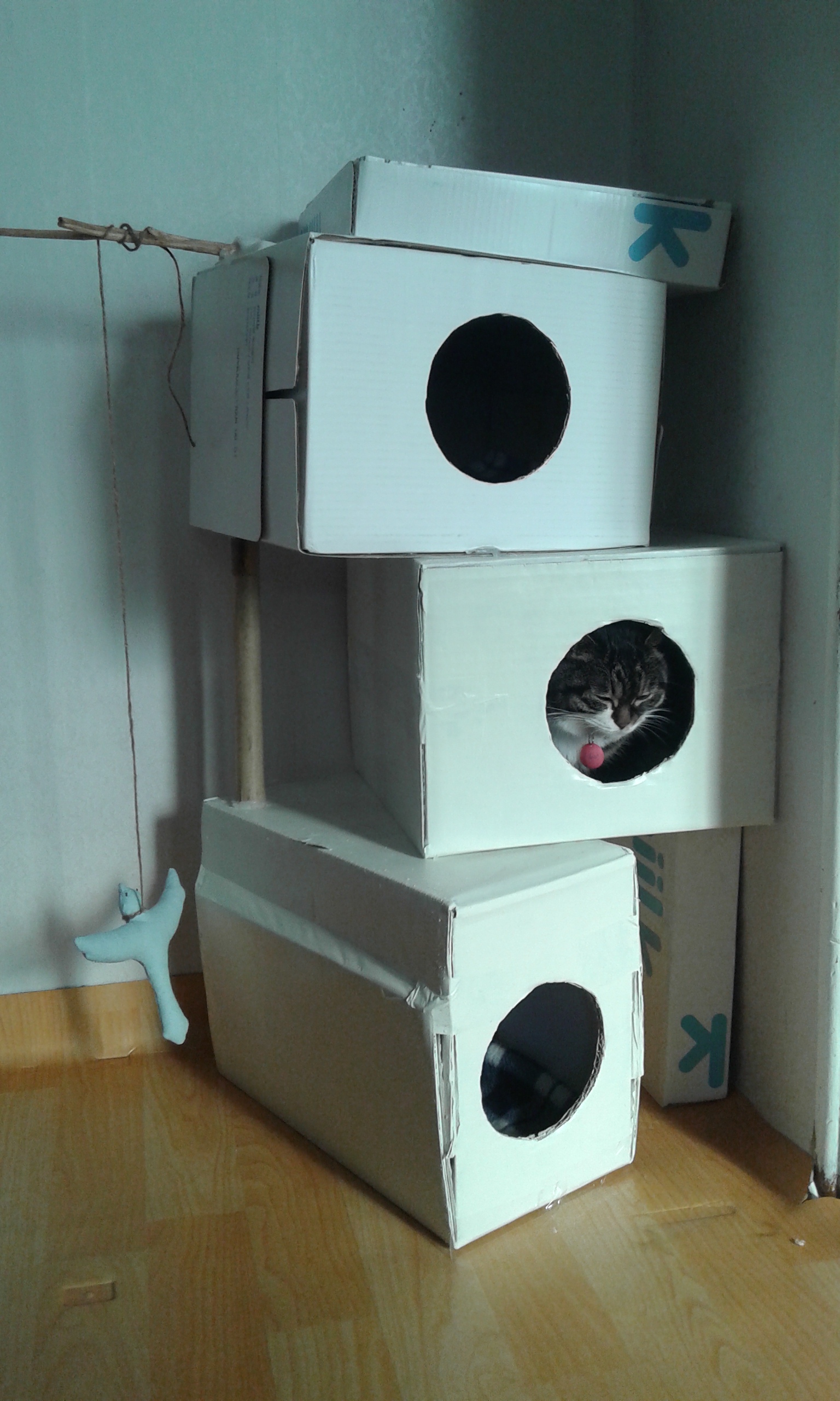 구슬이의 첫번째 입양후기