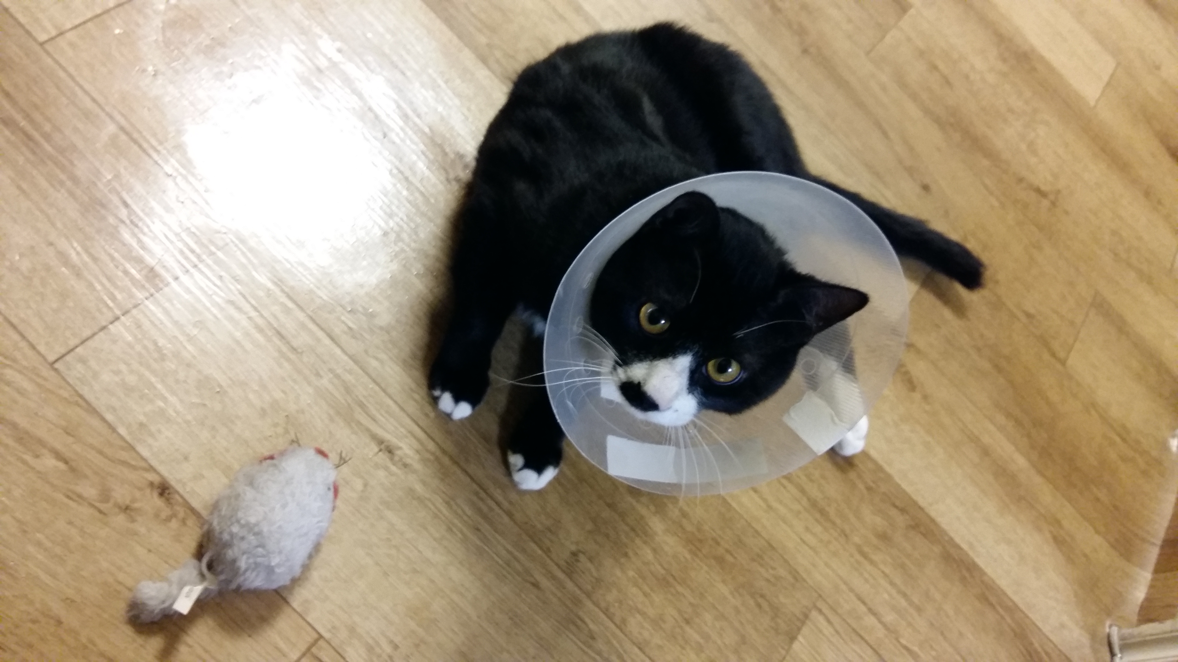 깜이 (구 밍밍이) 입양후기3