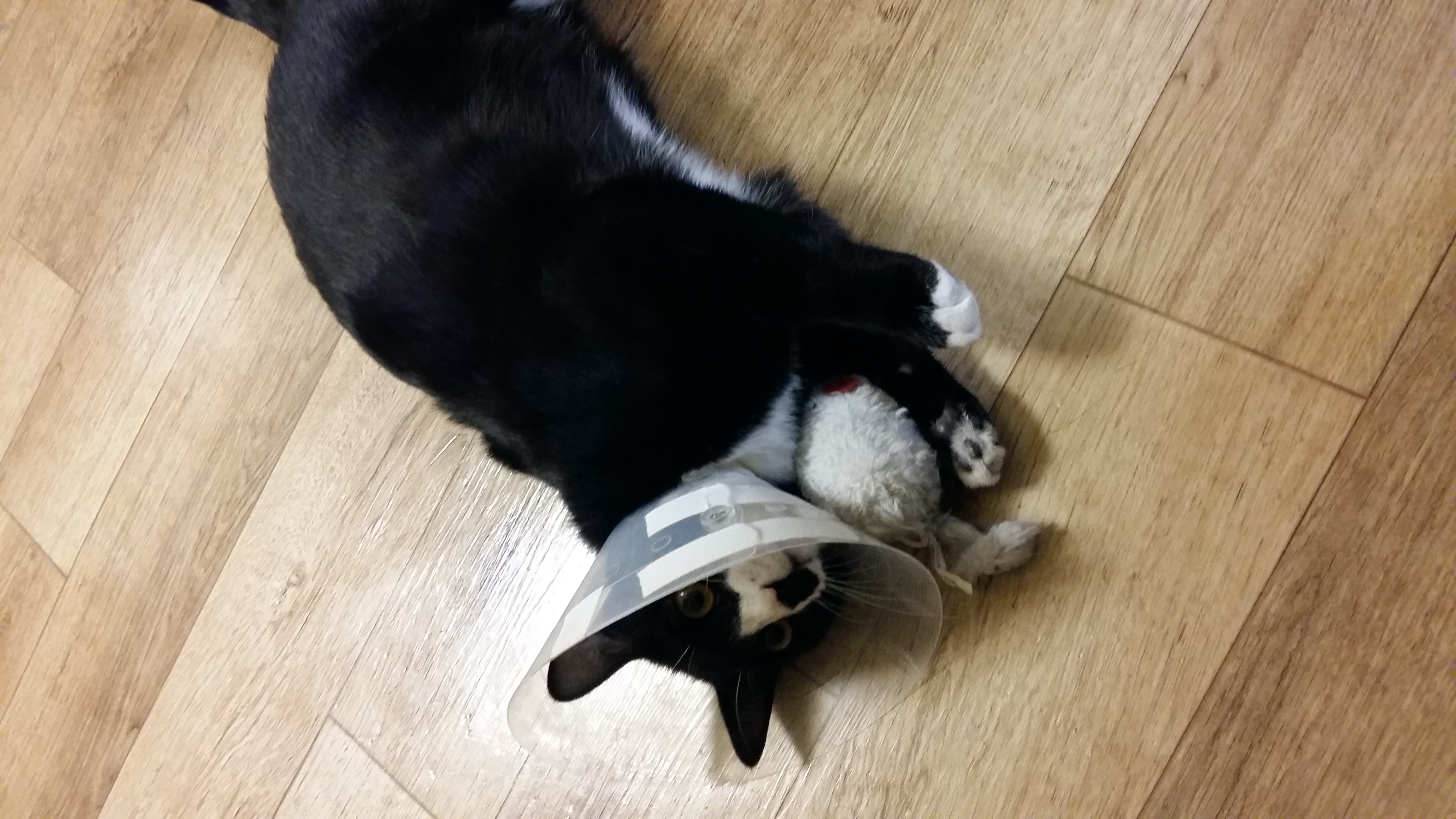 깜이 (구 밍밍이) 입양후기3