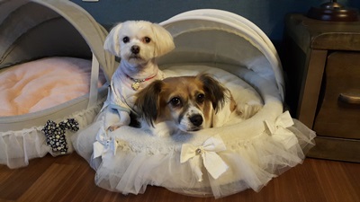 보리 인사왔어요^^