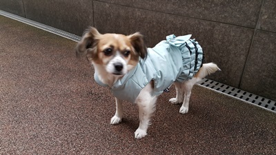 보리 인사왔어요^^