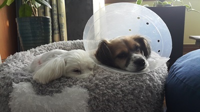 보리 인사왔어요^^