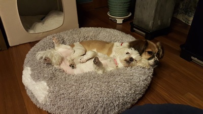 보리 인사왔어요^^