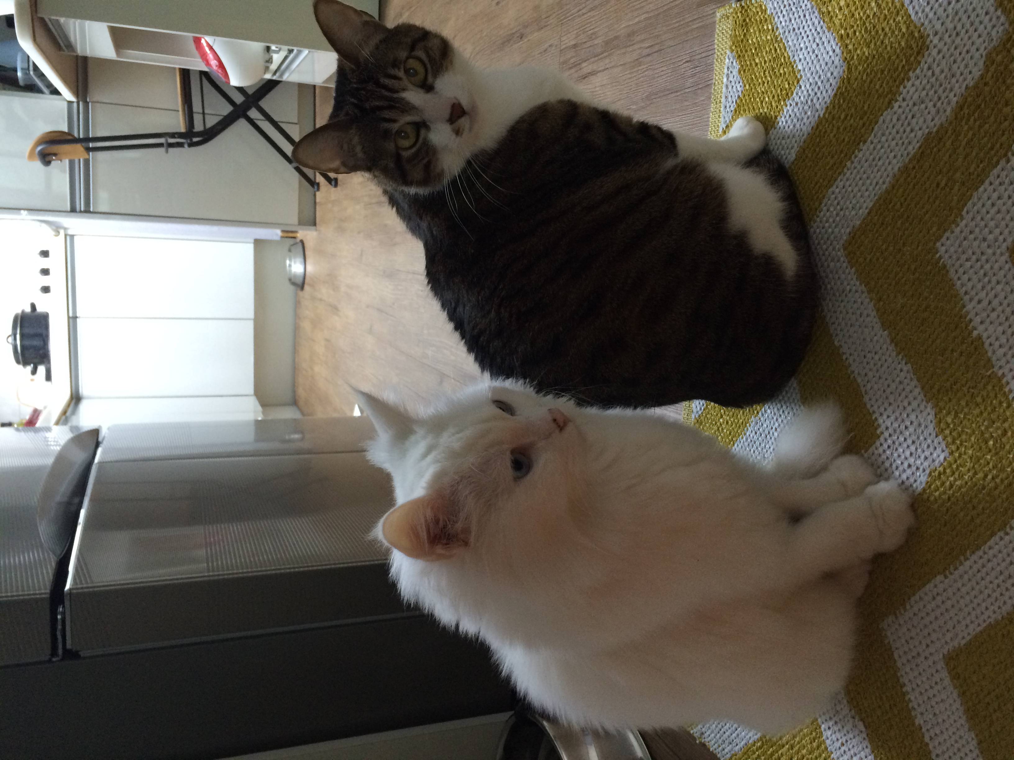 안녕하세요 입양온지 6년된 미르에요~