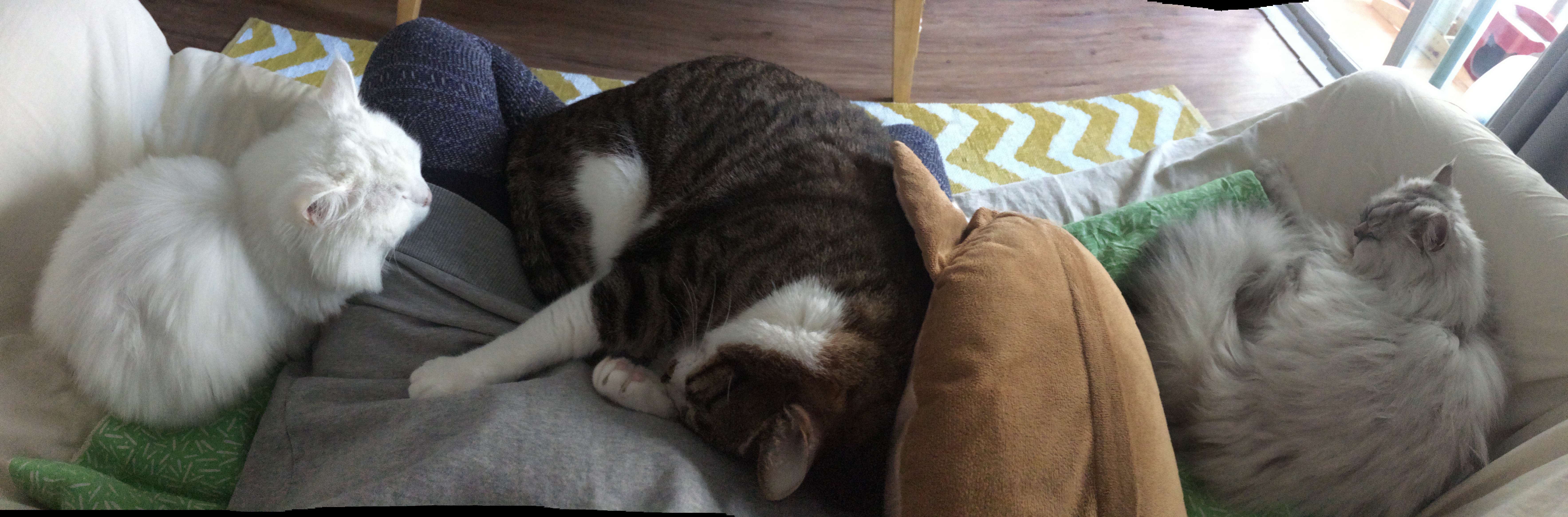 안녕하세요 입양온지 6년된 미르에요~