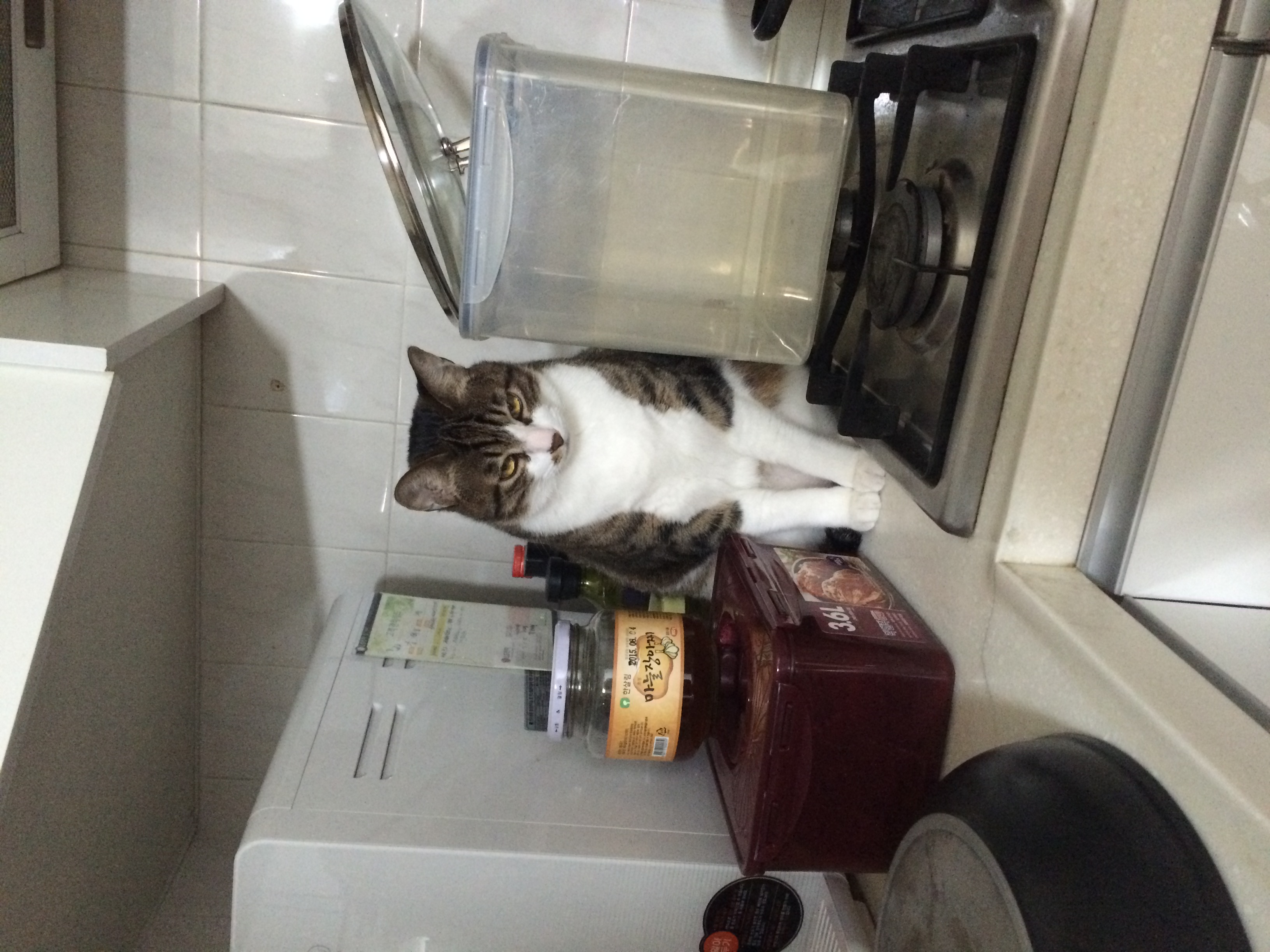 안녕하세요 입양온지 6년된 미르에요~