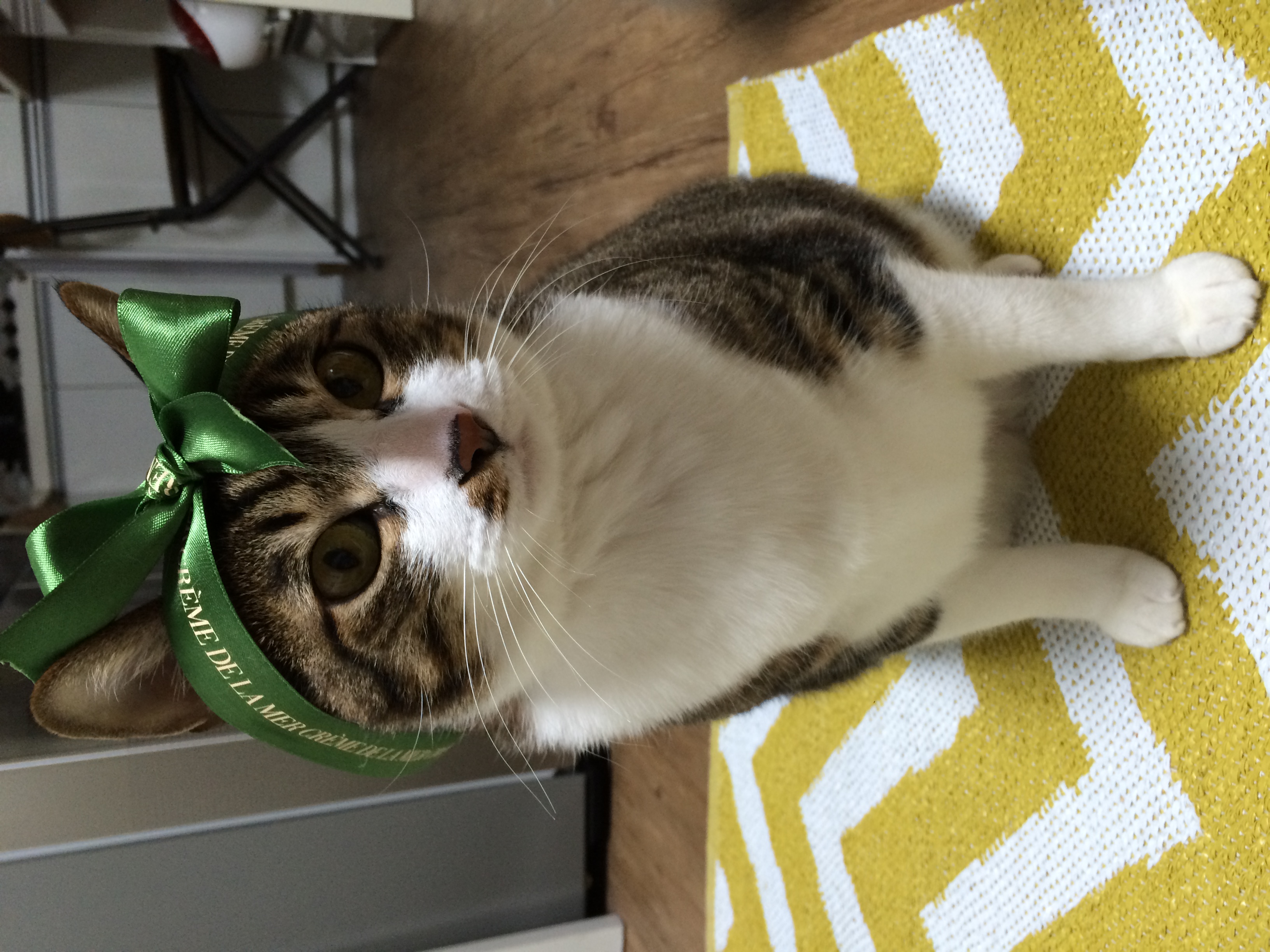 안녕하세요 입양온지 6년된 미르에요~