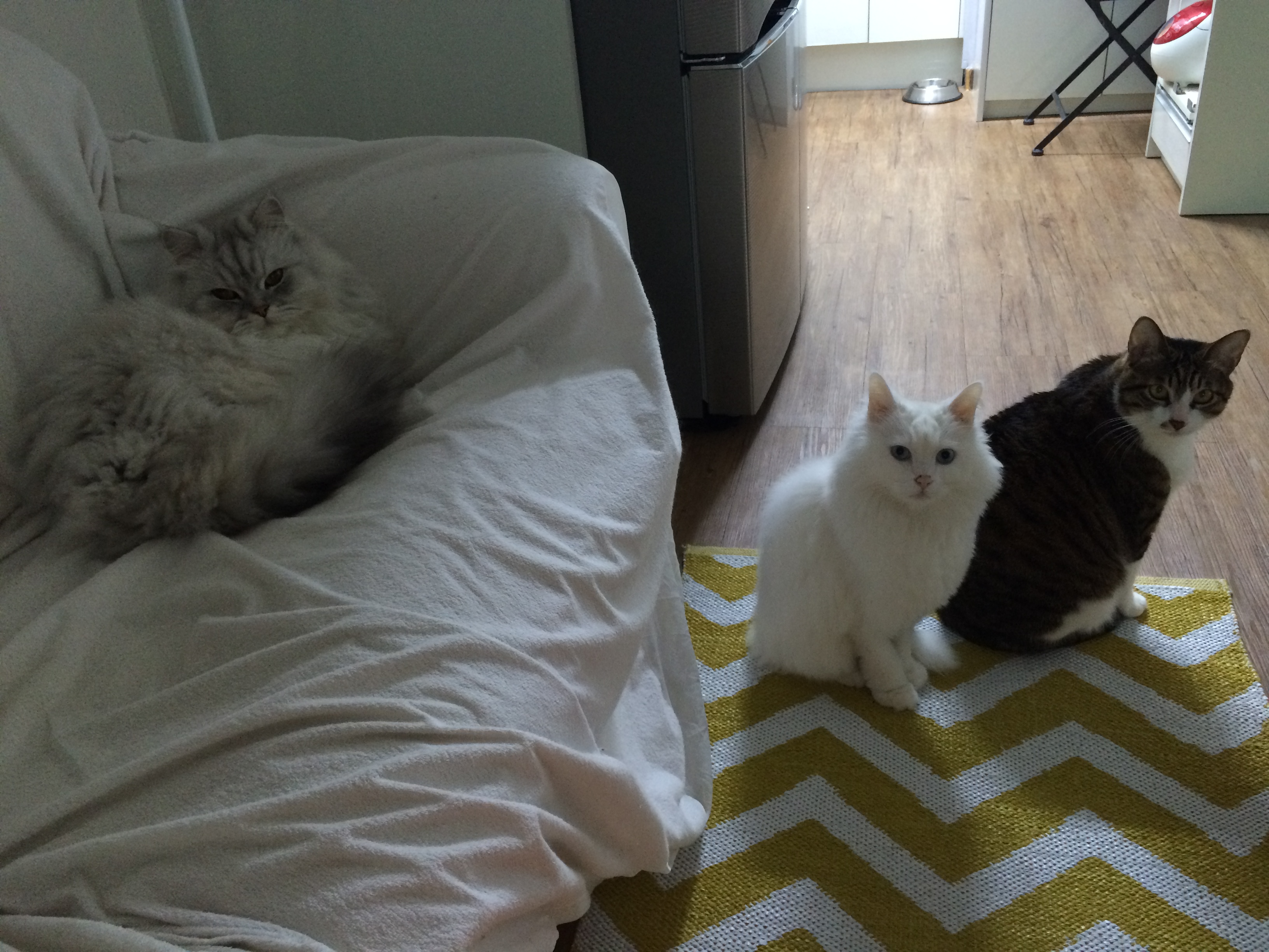 안녕하세요 입양온지 6년된 미르에요~