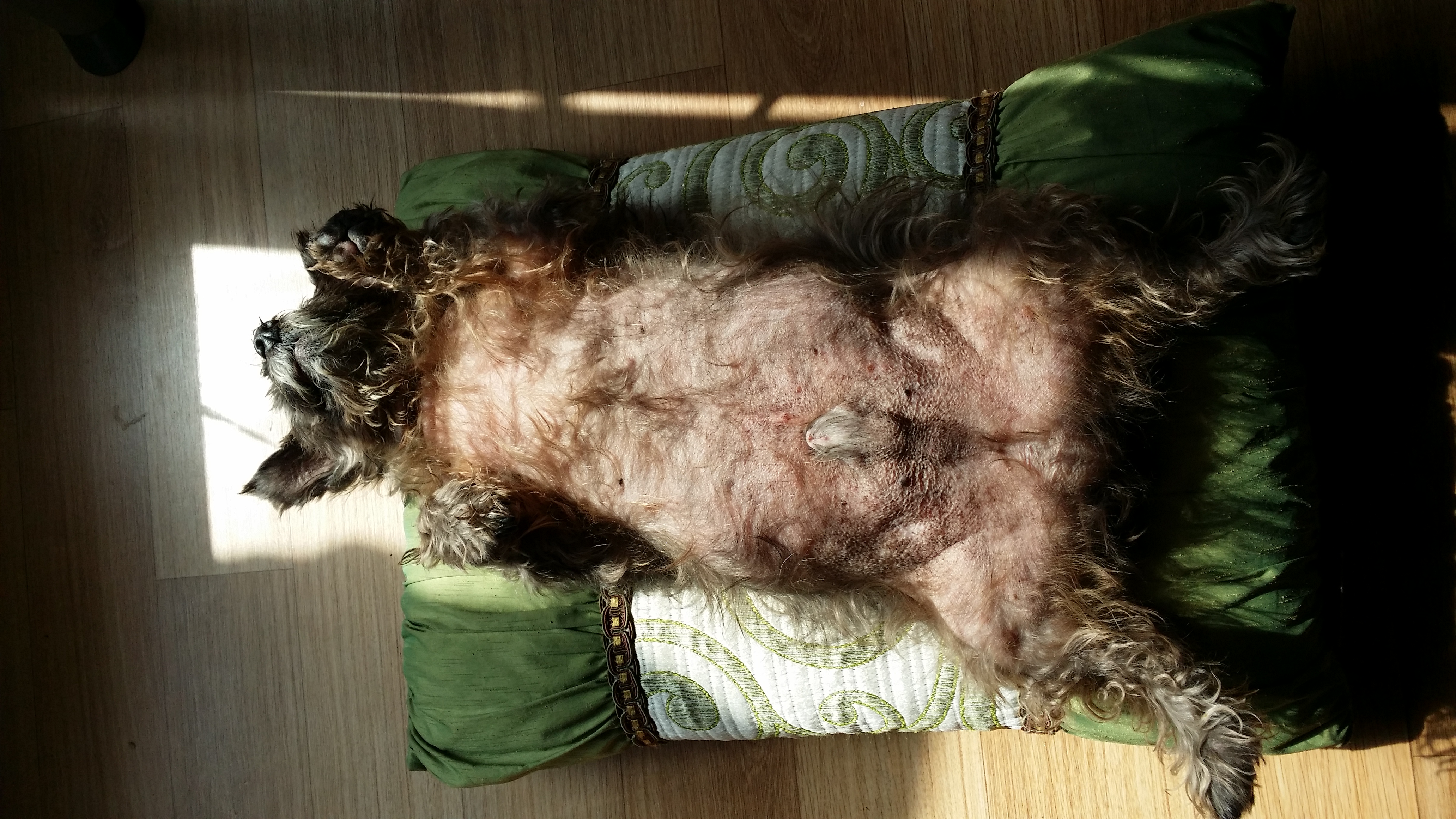 까미(윌리엄) 소식