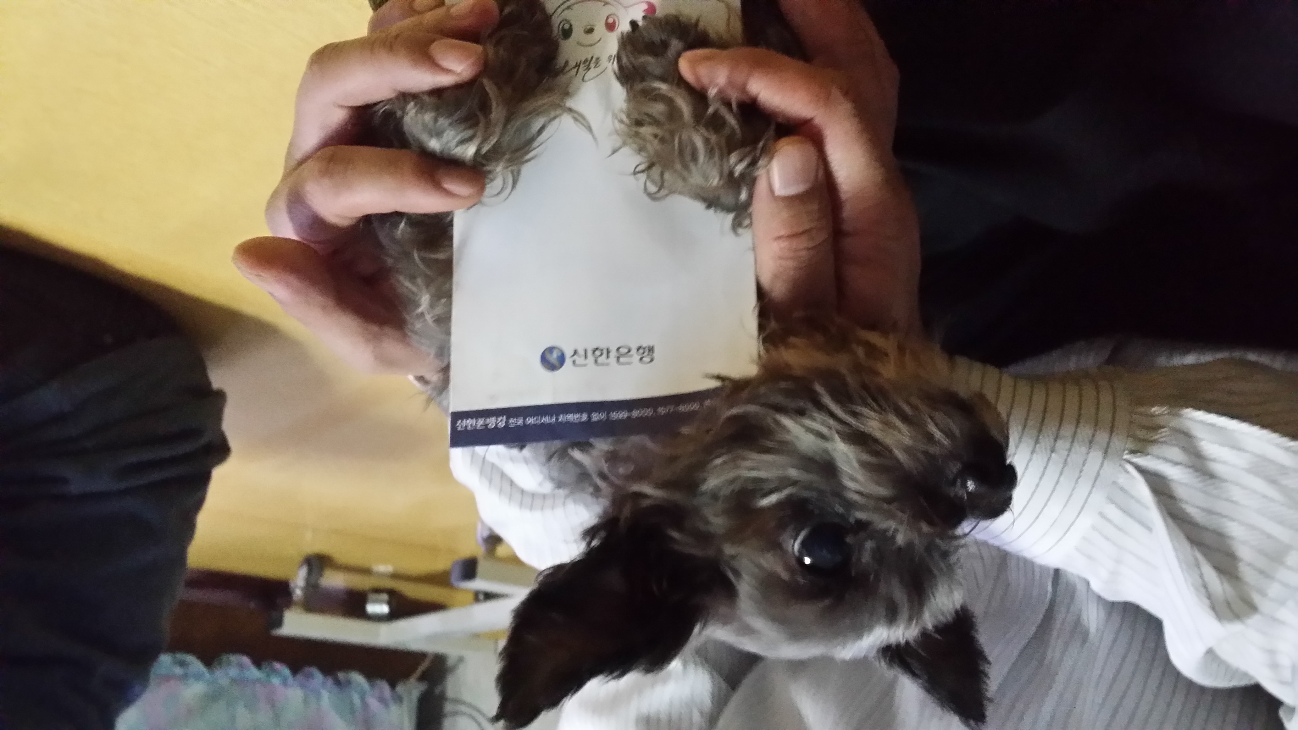 까미(윌리엄) 소식