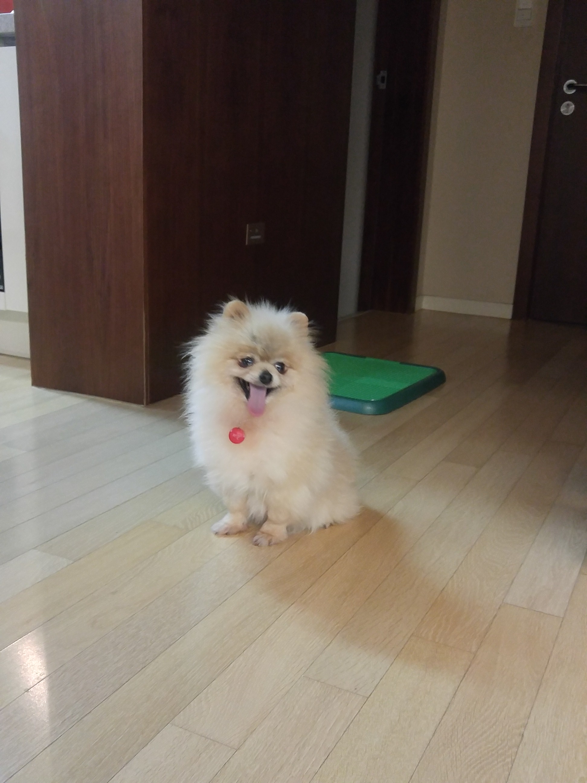 꽃할배 치콘이 첫번&#51760; 후기