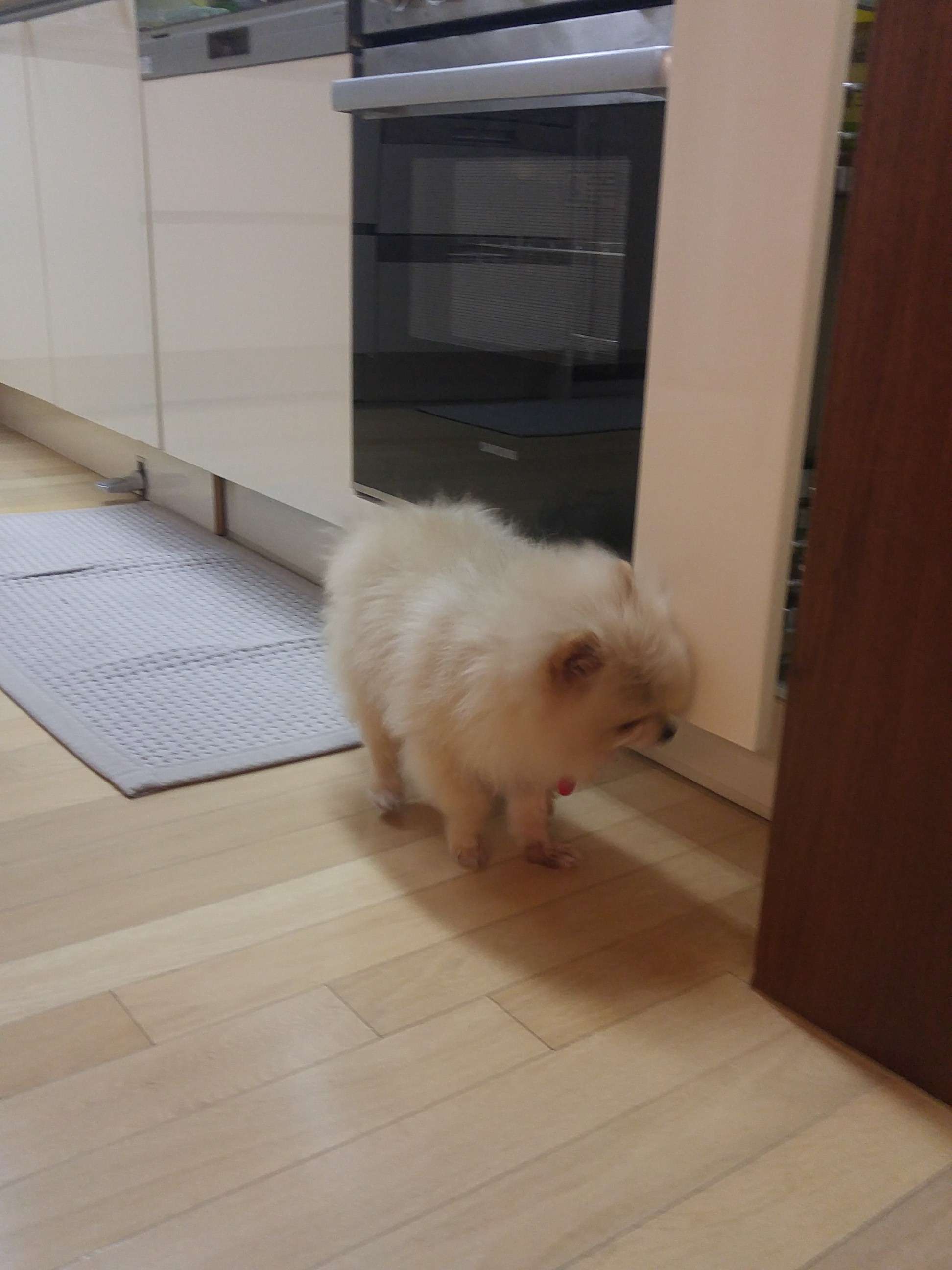 꽃할배 치콘이 첫번&#51760; 후기