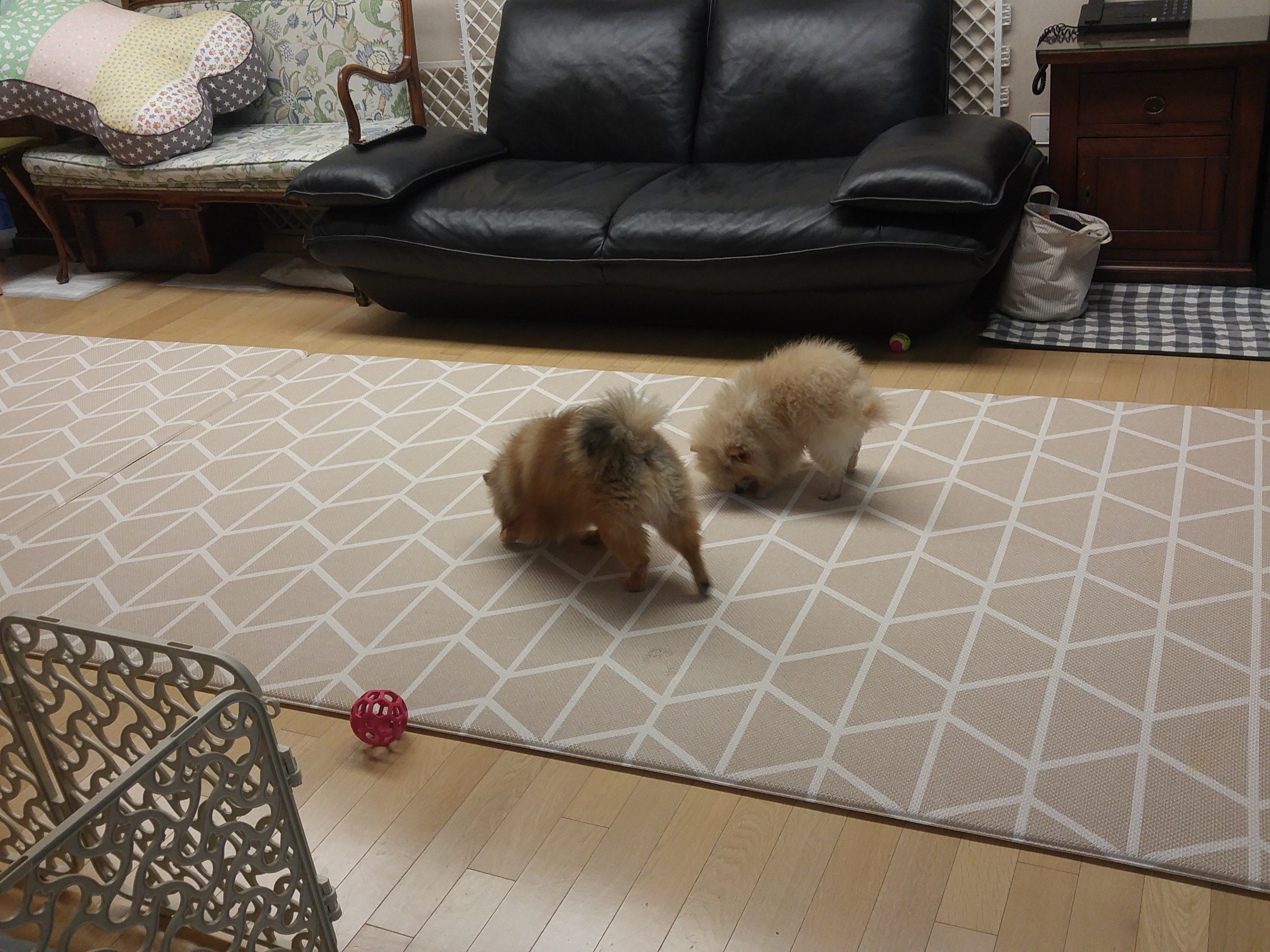 꽃할배 치콘이 첫번&#51760; 후기