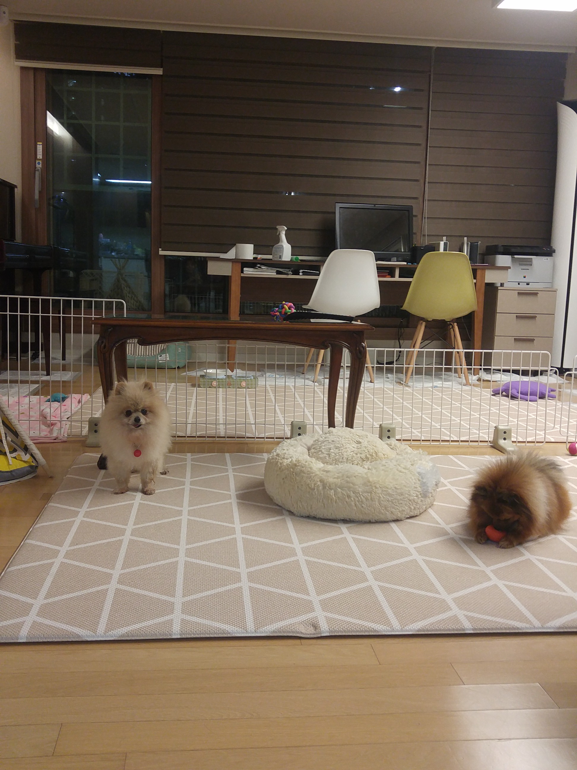 꽃할배 치콘이 첫번&#51760; 후기