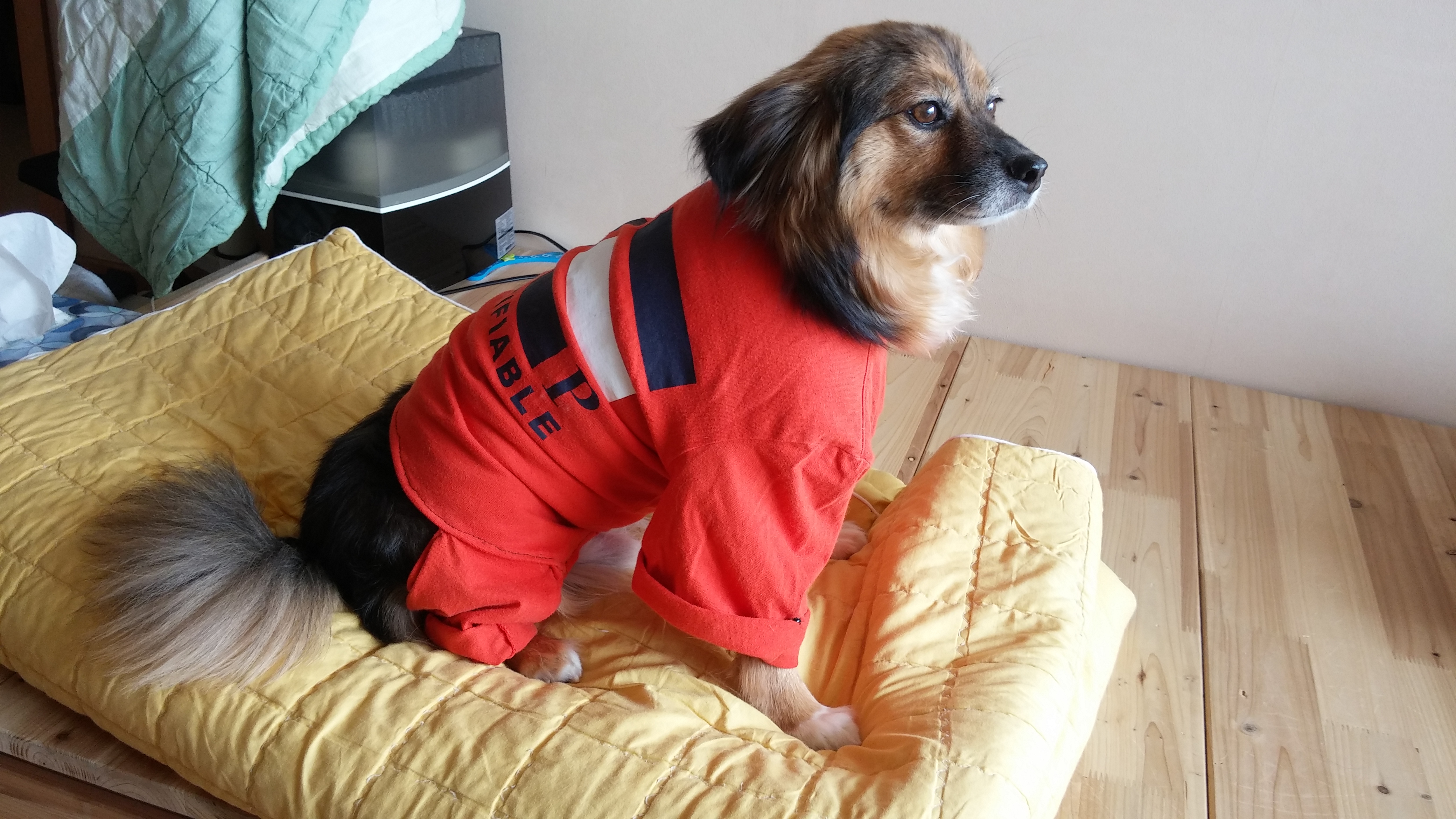 새 옷 입은 정왕이