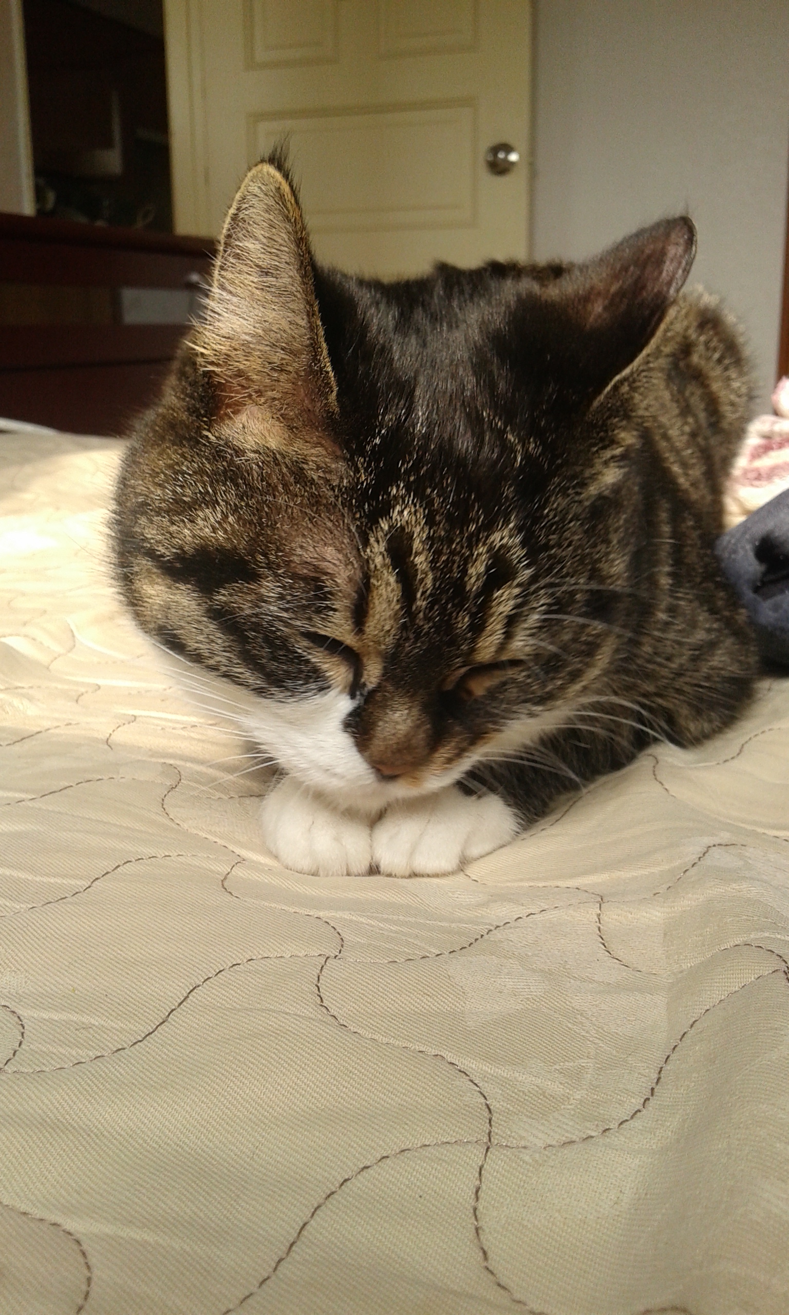 구슬이의 두번째 입양후기