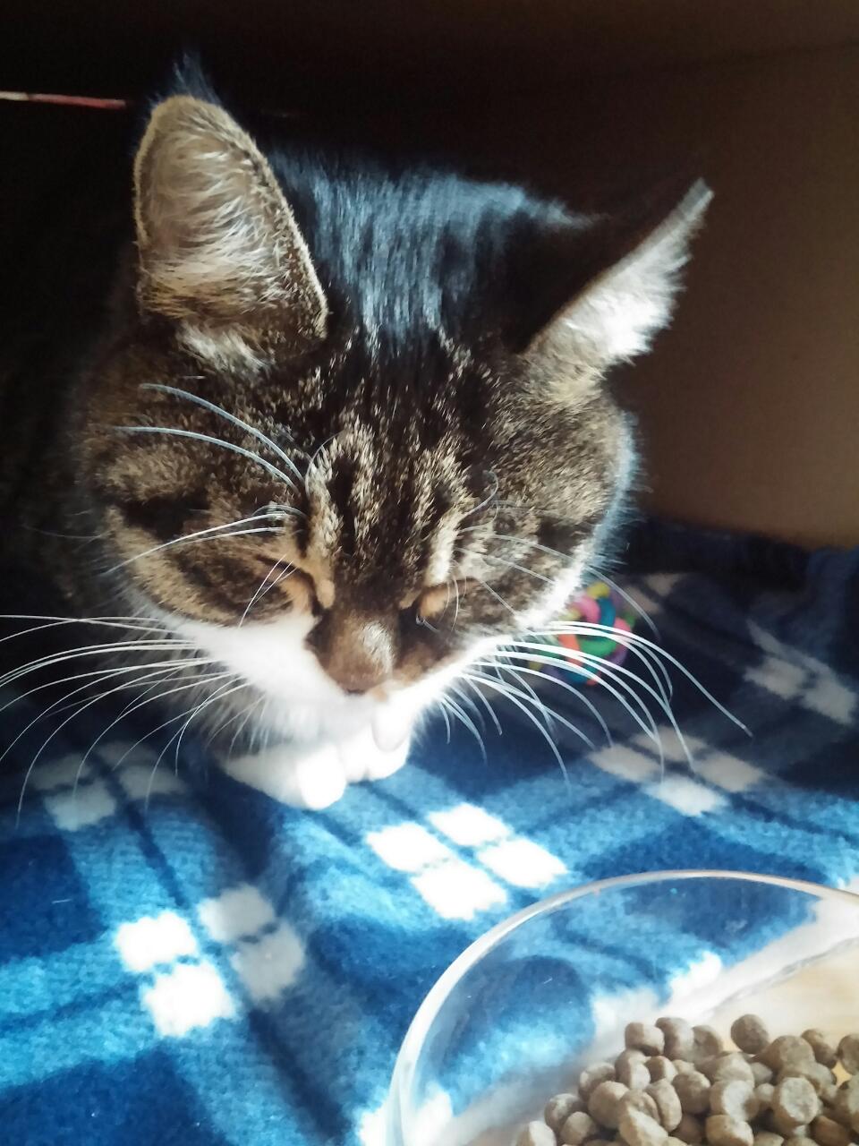 구슬이의 두번째 입양후기