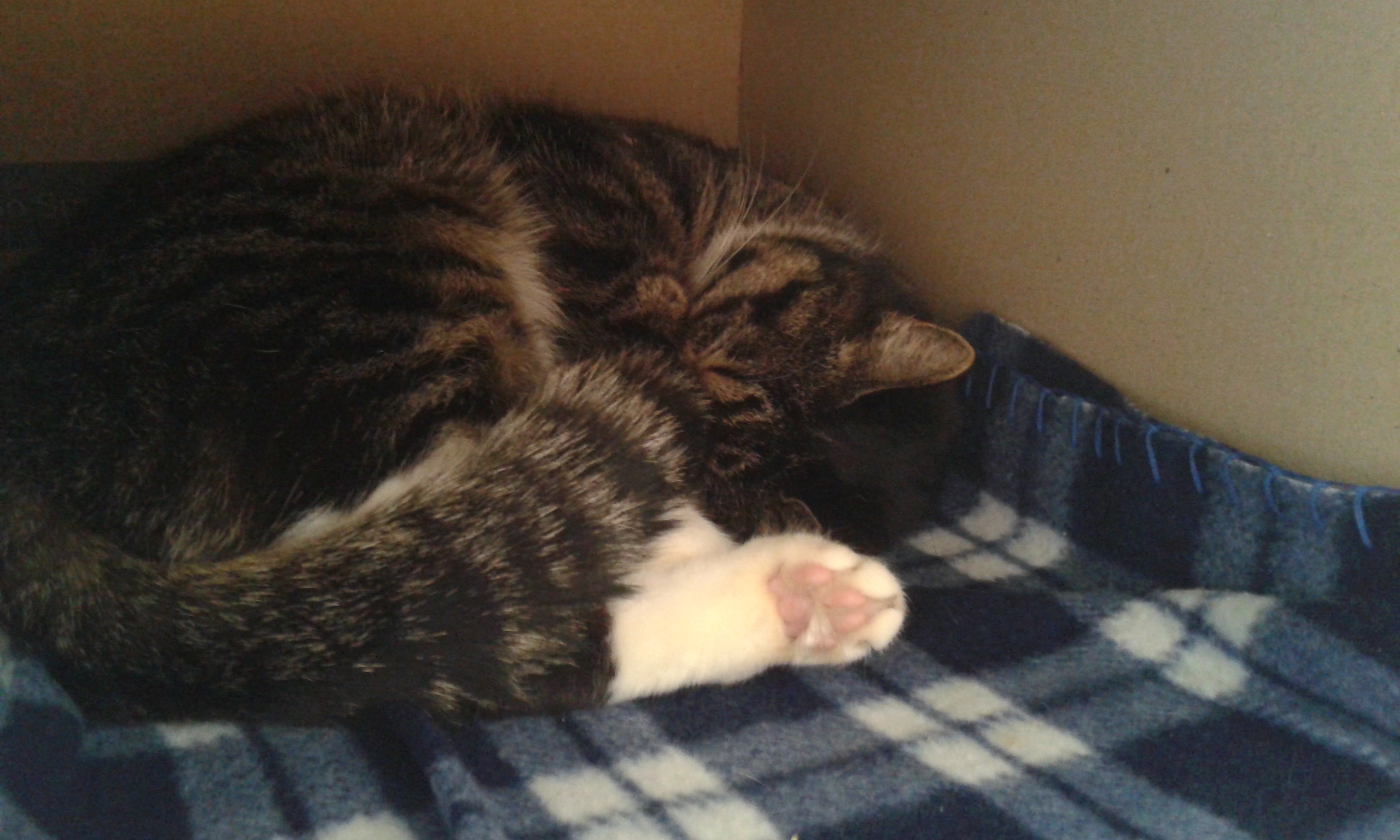 구슬이의 두번째 입양후기