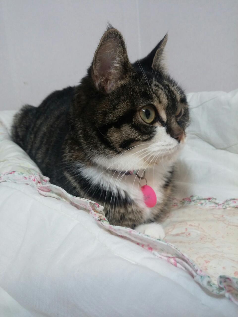 구슬이의 두번째 입양후기