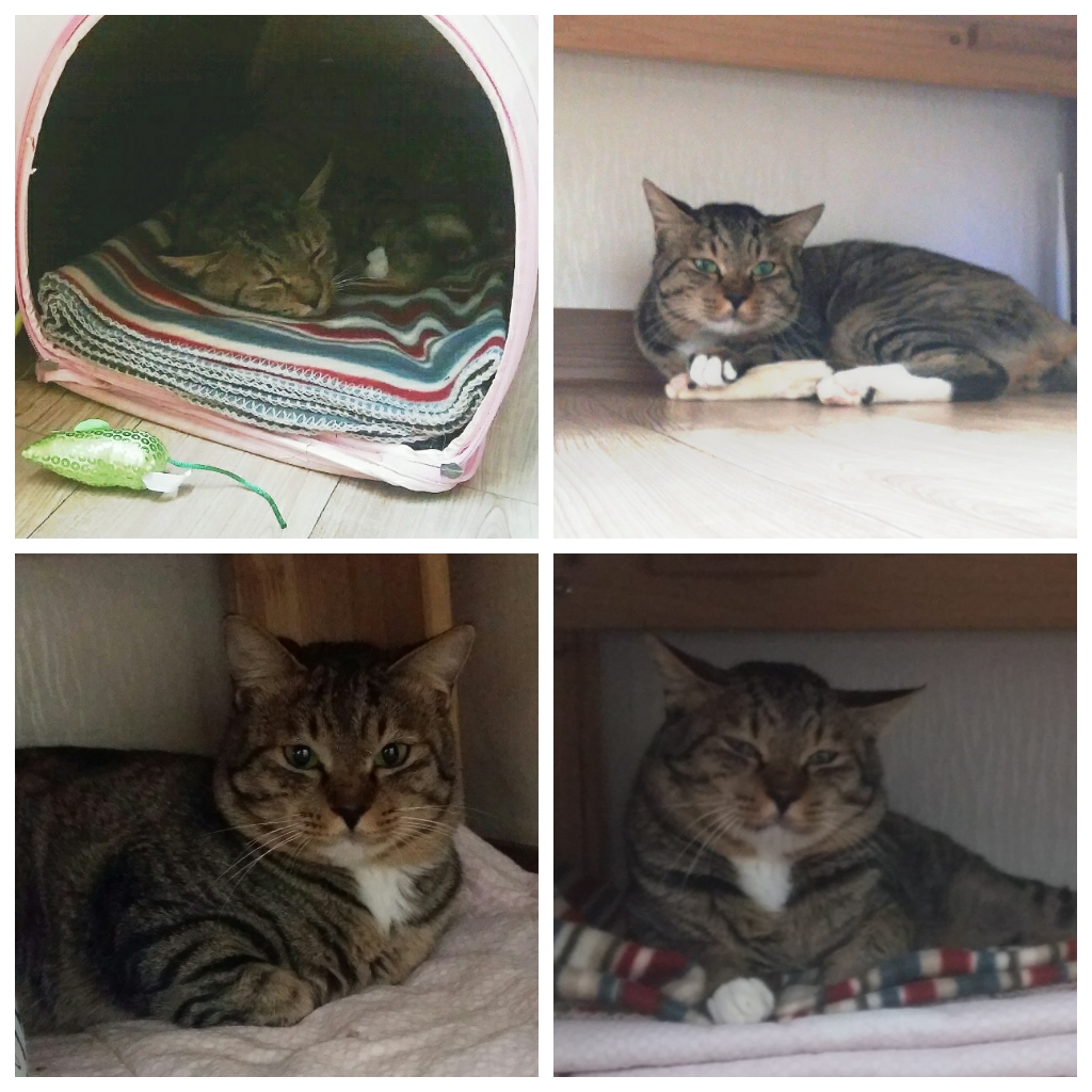 안녕하세요? 화살 맞은 고양이 근황입니다.