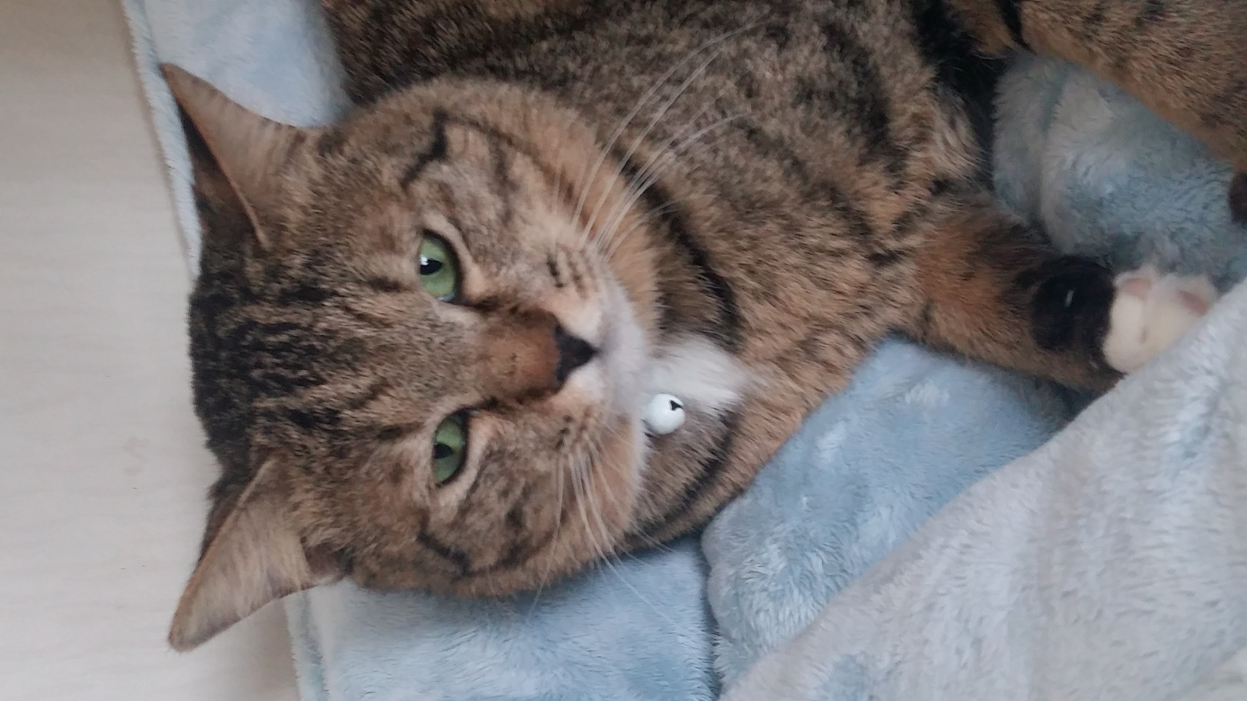 안녕하세요? 화살 맞은 고양이 근황입니다.