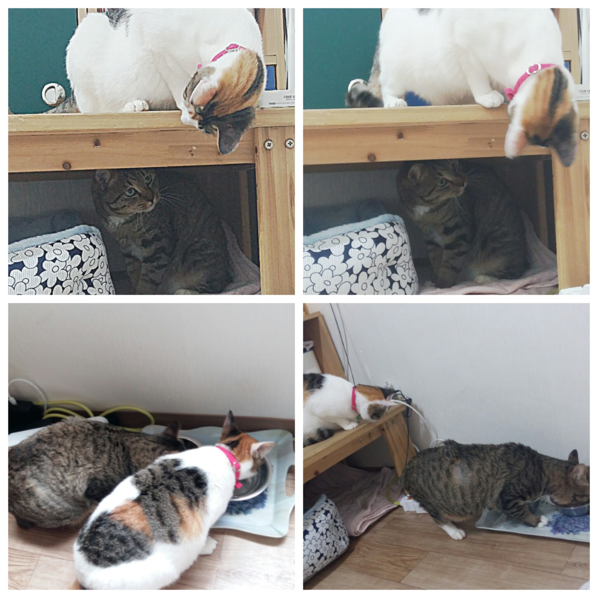 안녕하세요? 화살 맞은 고양이 근황입니다.